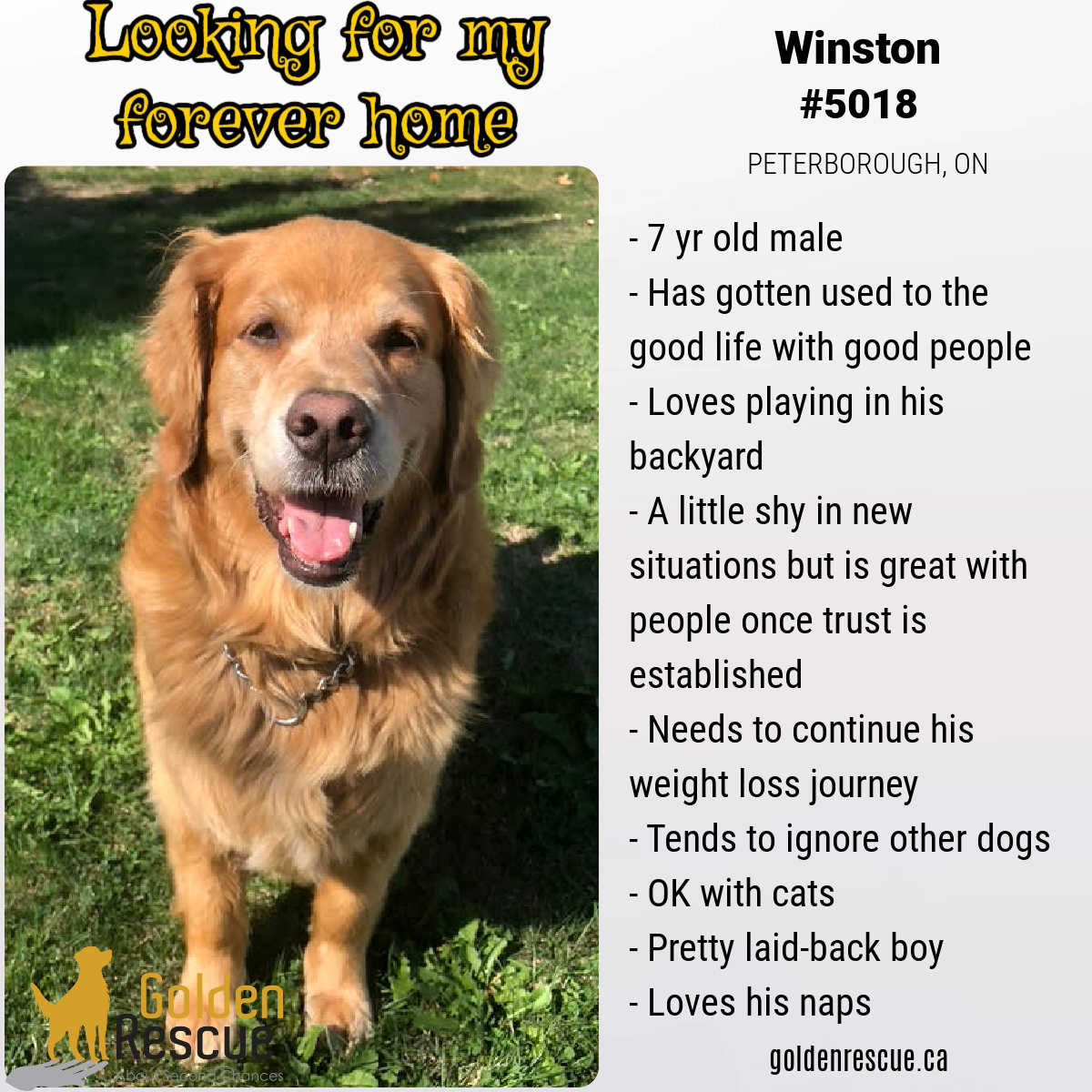 Golden - ADOPTION ALERT - FOR MORE INFORMATION ABOUT THIS OR ANY ...