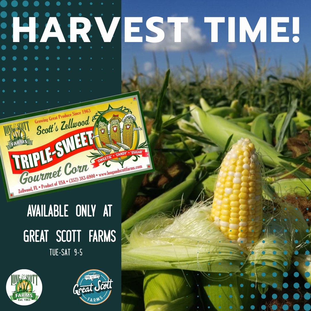 Fresh Zellwood sweet corn available at Great Scott Farms