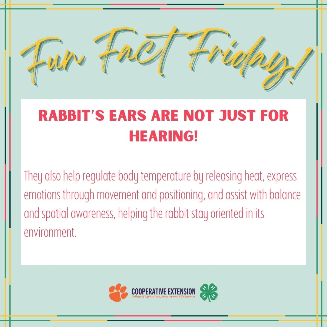 South - 🐰 Fun Fact Friday 🐰 Rabbit ears might look cute, but there's ...