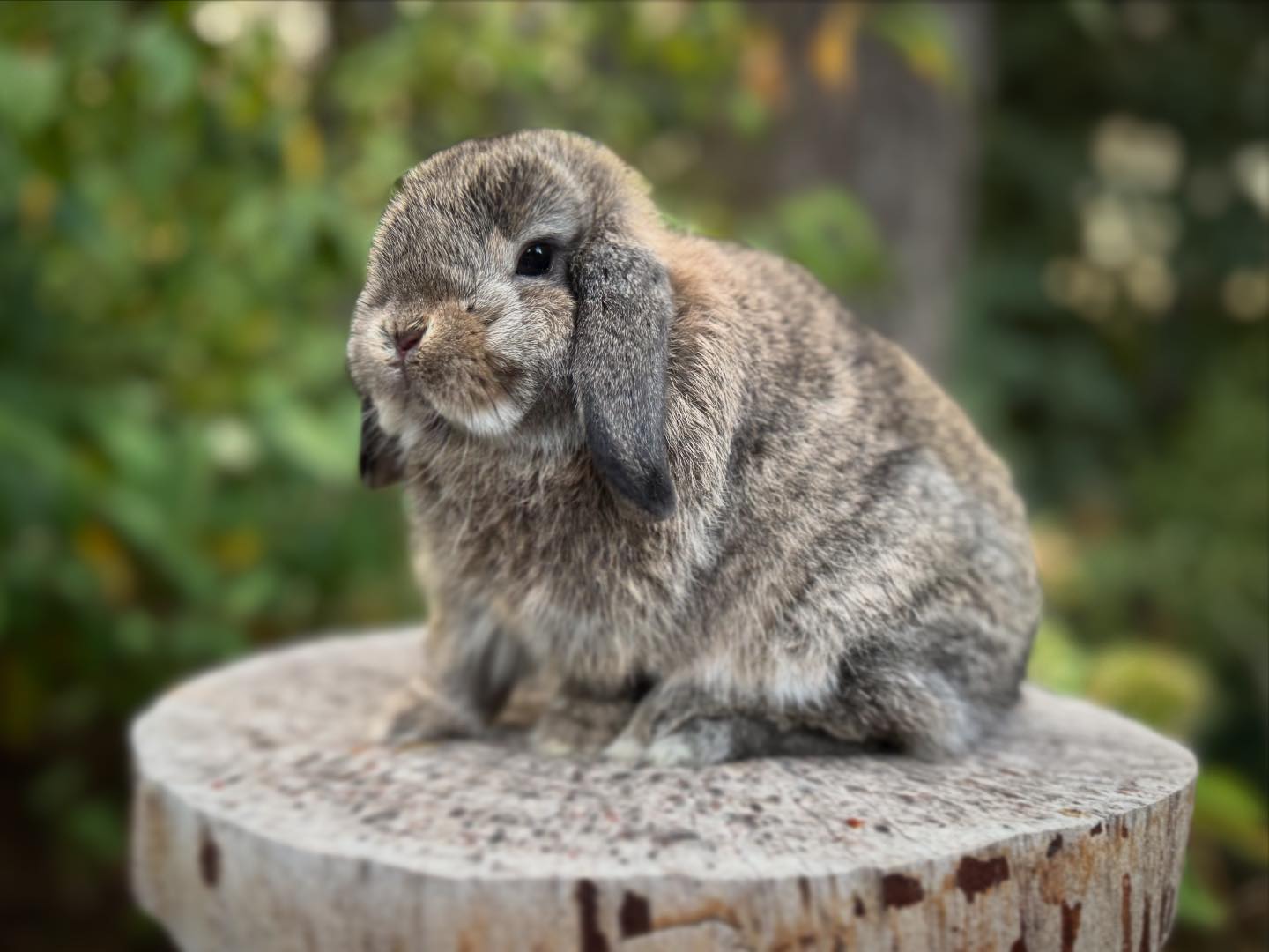 Willow Lop Rabbitry added a new photo. - Willow Lop Rabbitry