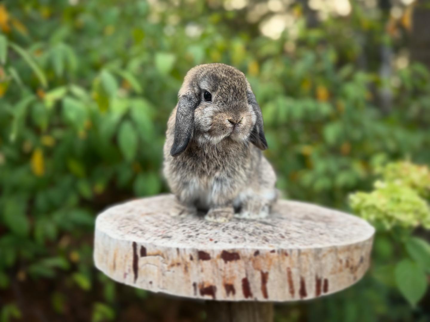 Willow Lop Rabbitry added a new photo. - Willow Lop Rabbitry