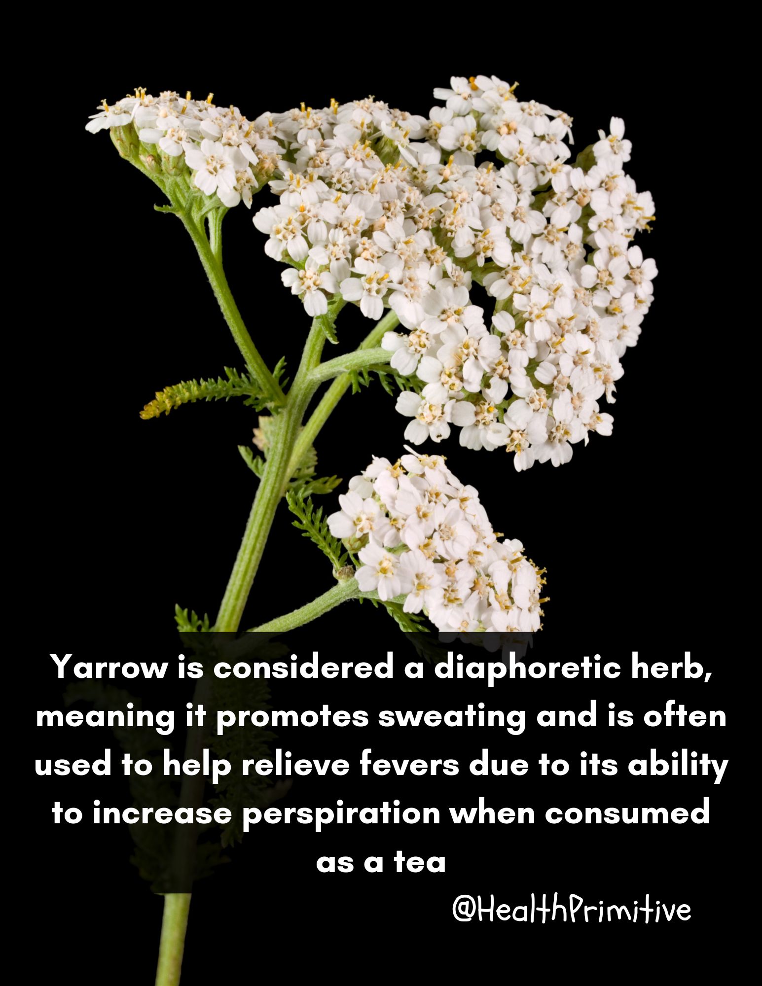 HealthPrimitive - www.healthprimitive.com | Facebook