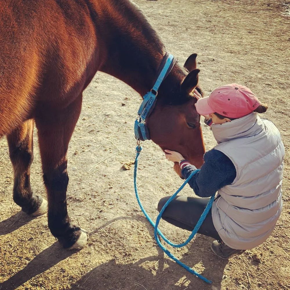 Contrat De Confiage Cheval Avec Option D achat