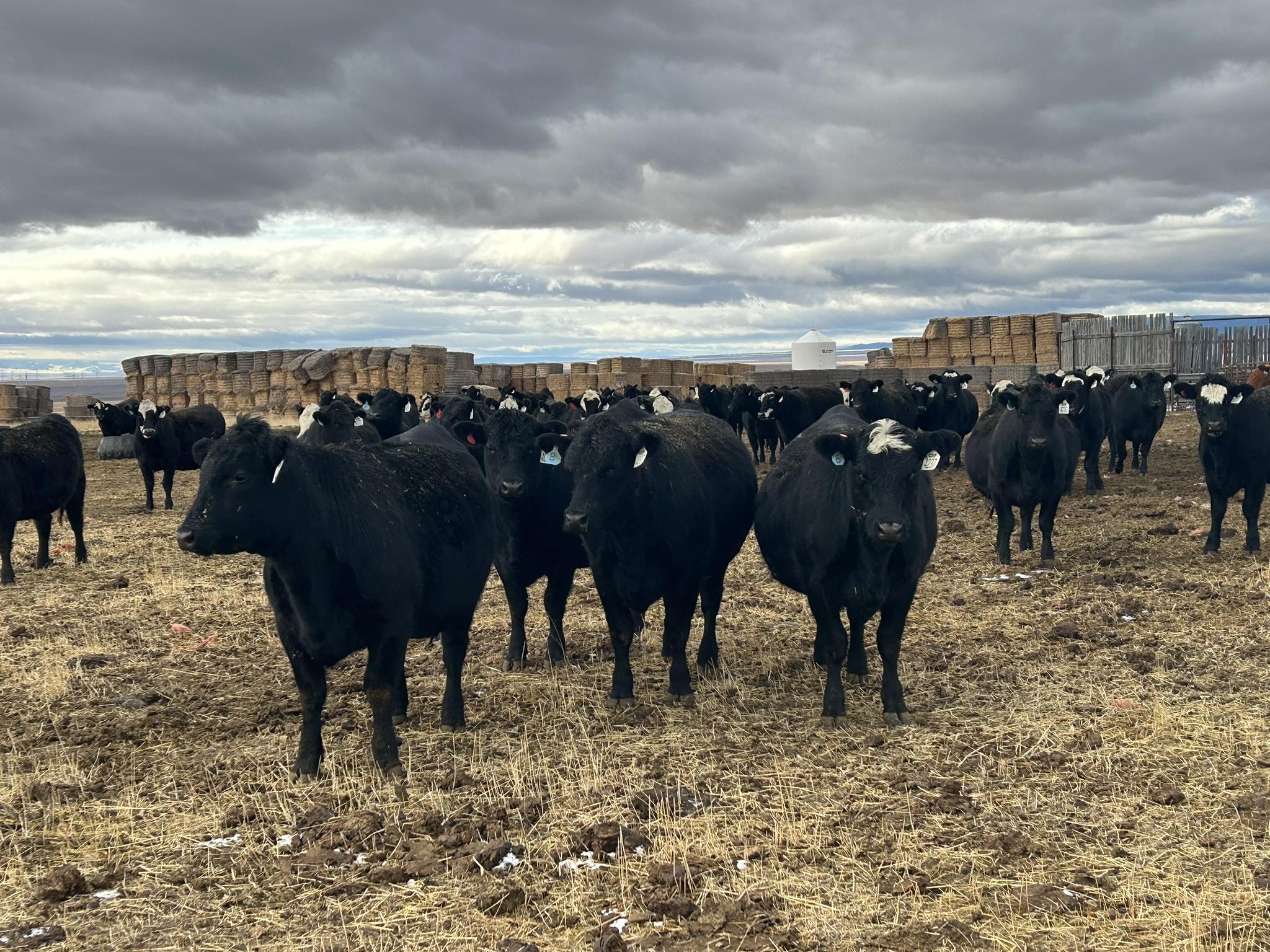 Forder Land and Cattle Co | Highwood MT