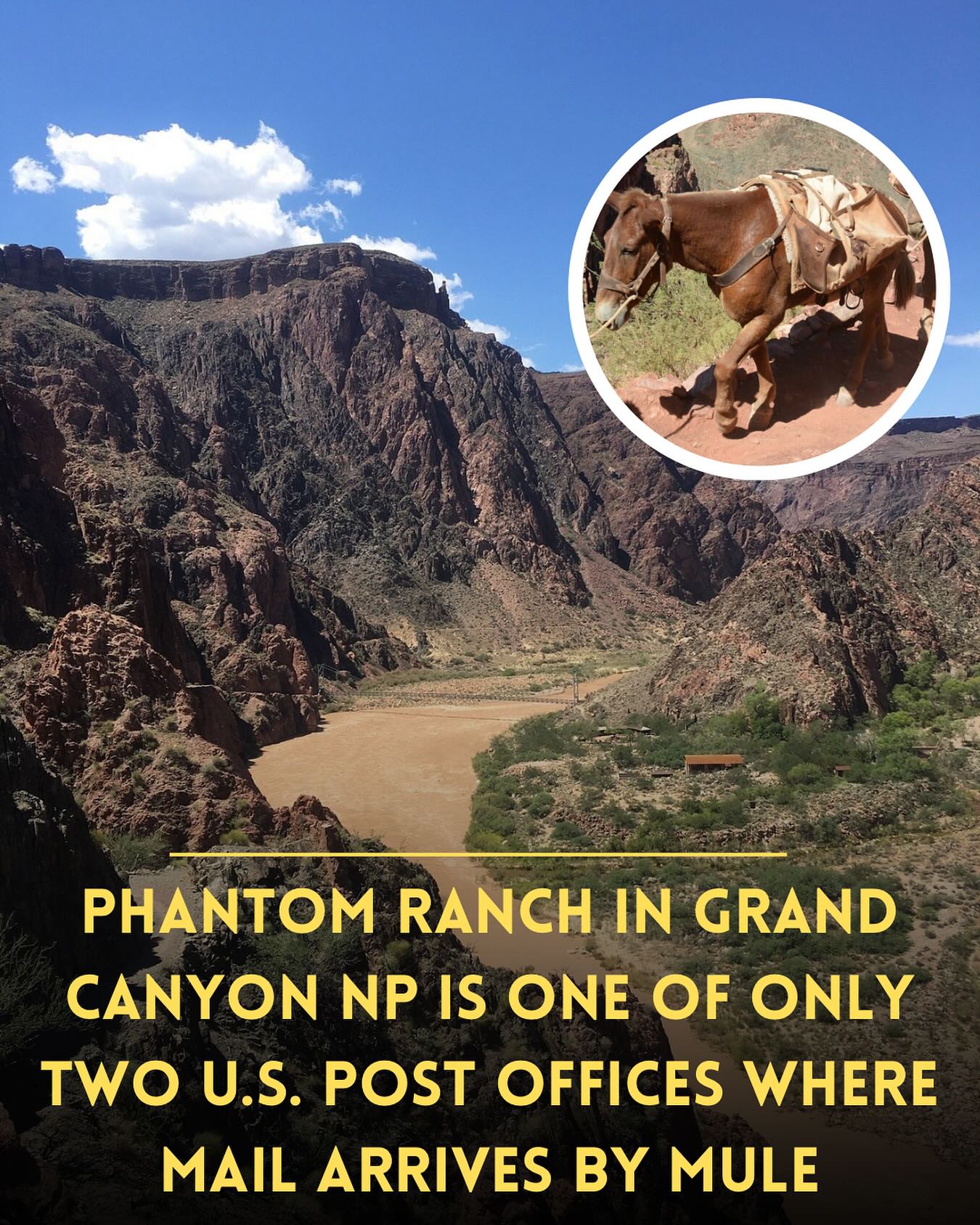 The Phantom Ranch “mail mule” setup... - yournationalparks | Facebook