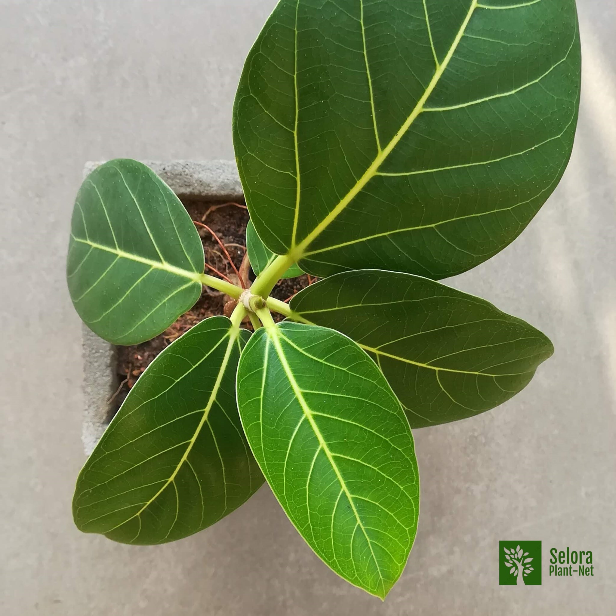 The beautiful banyan tree is locally... - Selora Plant Net