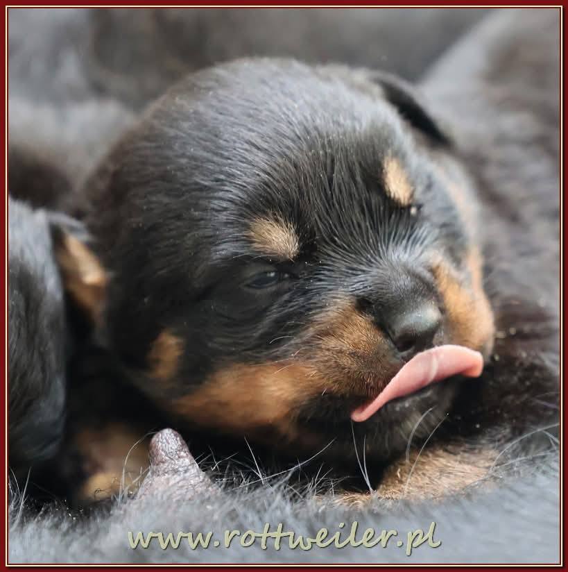 Nice And Lovely FCI - rottweiler | Miechów