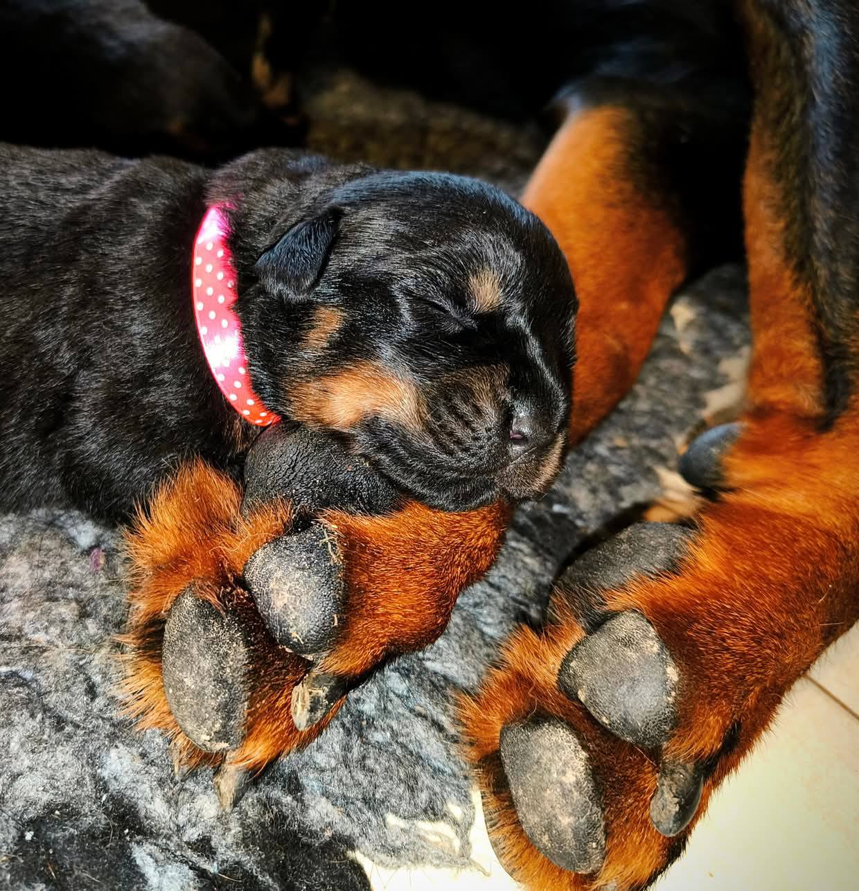 Nice And Lovely FCI - rottweiler | Miechów