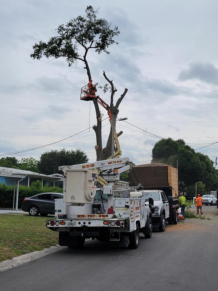 Wade's tree Service | Plant City FL