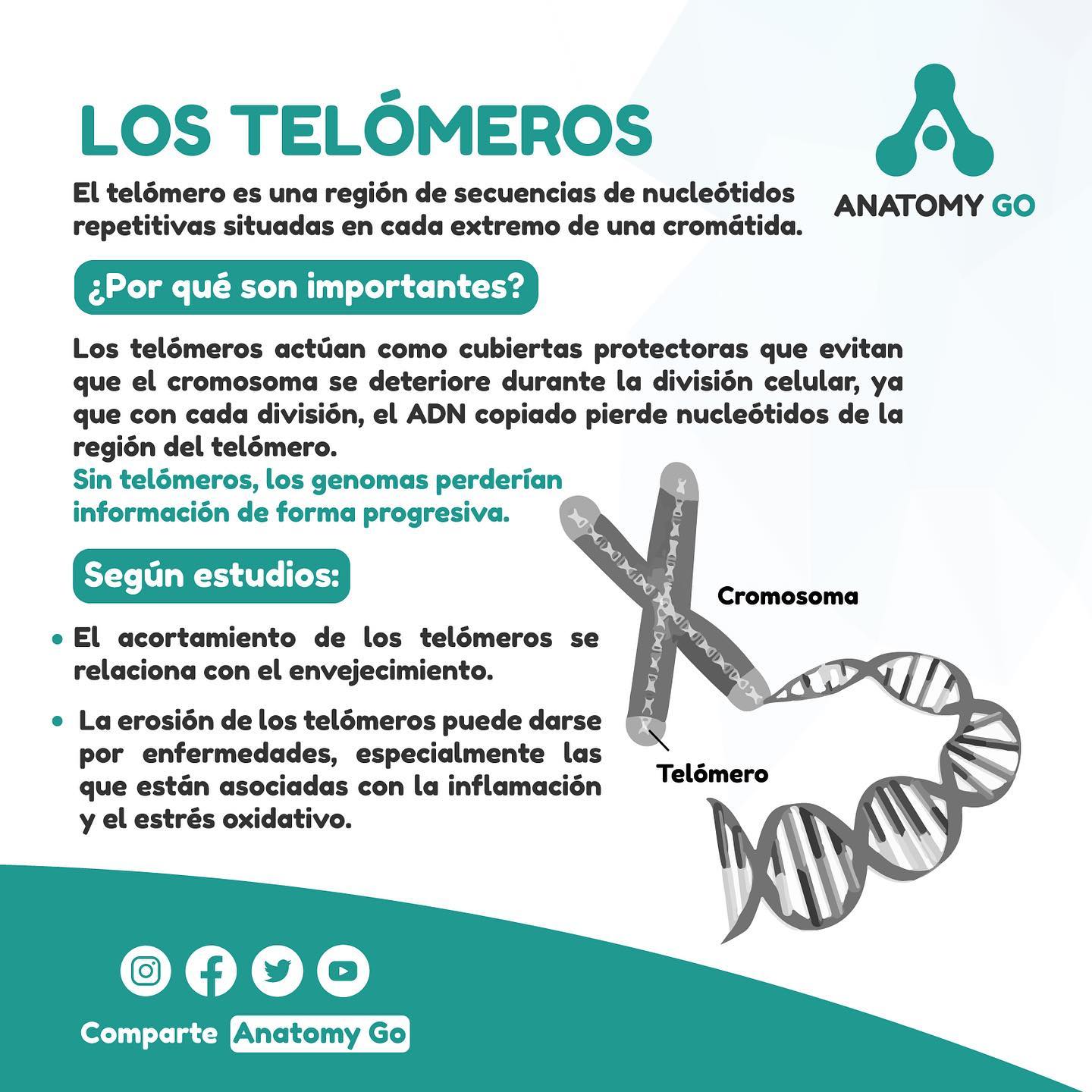 Anatomy Go - Los telómeros son como los escudos... | Facebook