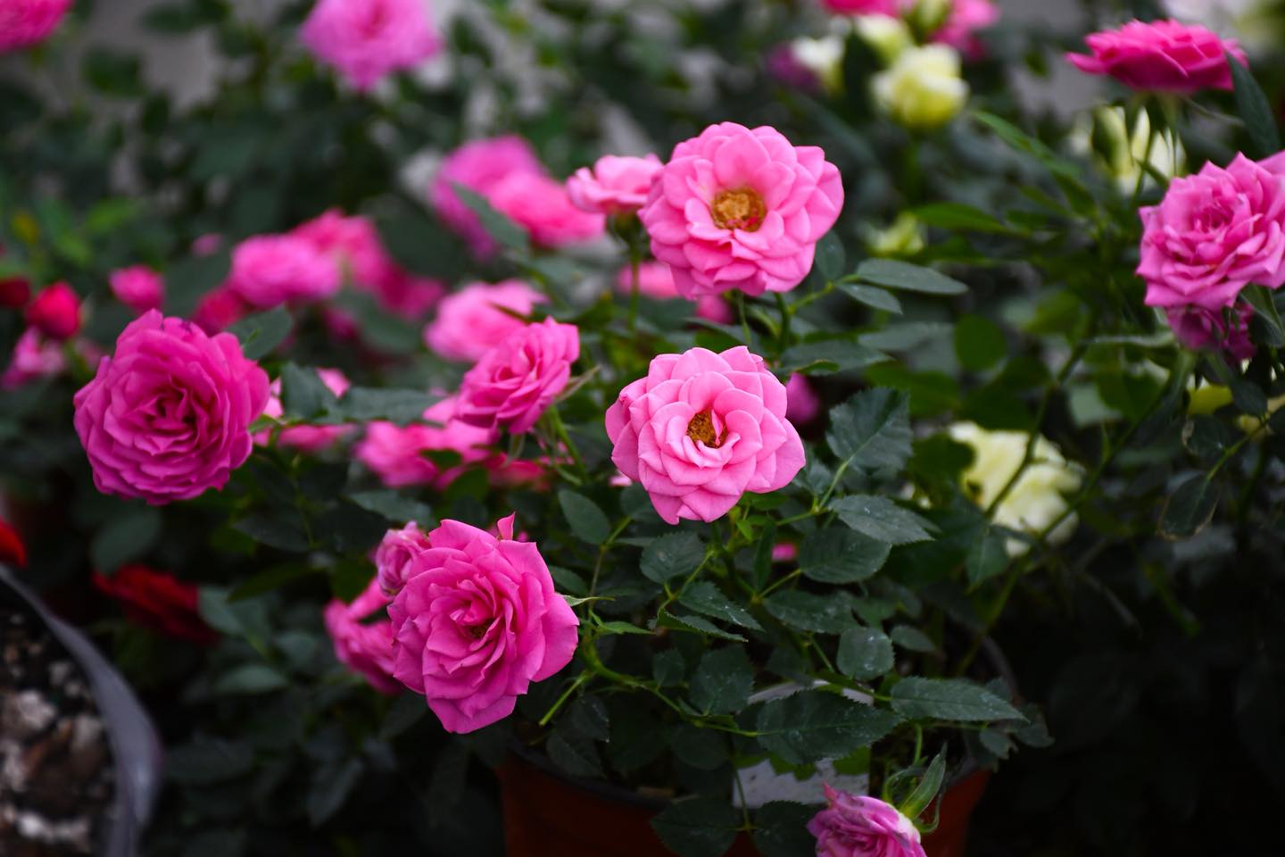 Gertens - - PLANT OF THE WEEK - Mini Rose Give your... | Facebook