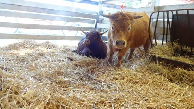 Snyder Ranch - Miniature Highlanders
