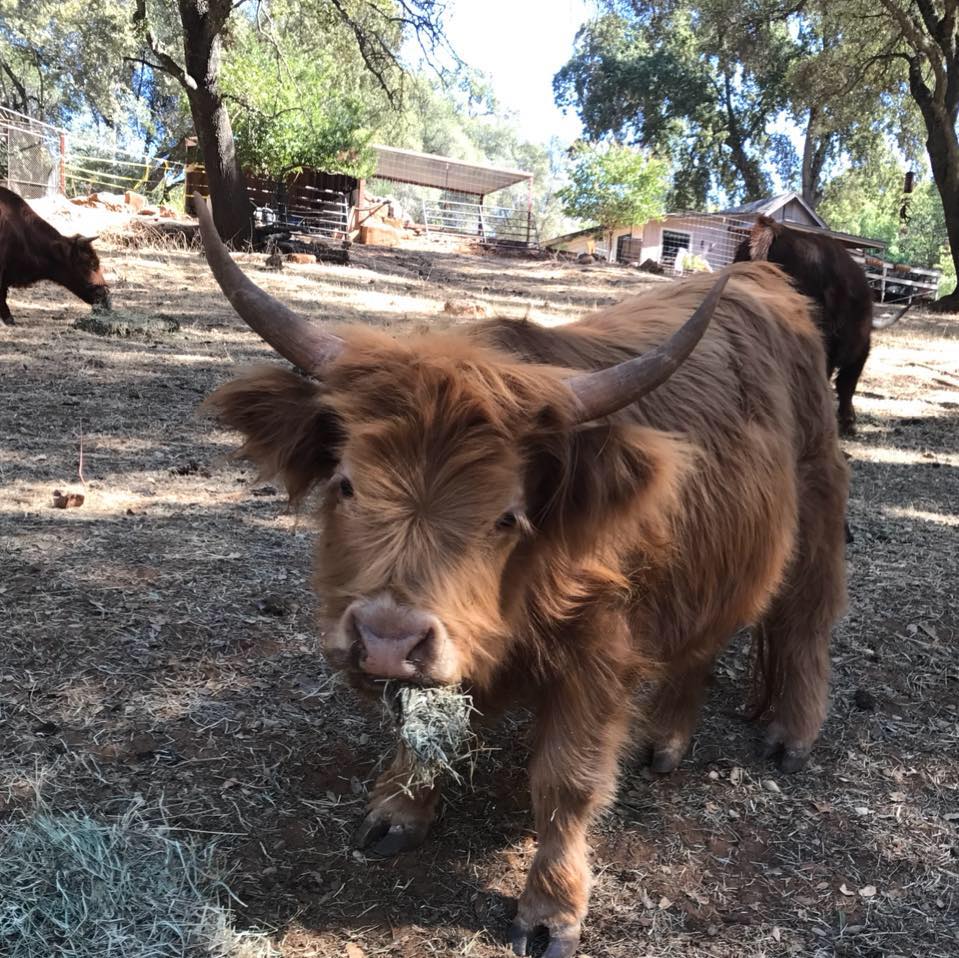 Snyder Ranch - Miniature Highlanders