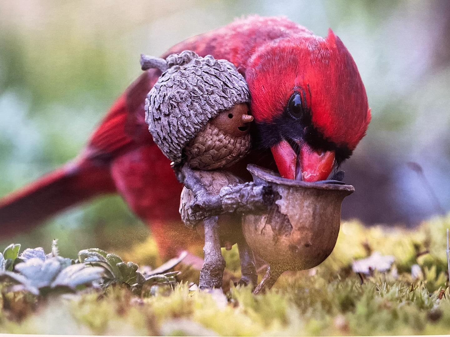 Rhode Island artist and toy designer David Bird turns acorns
