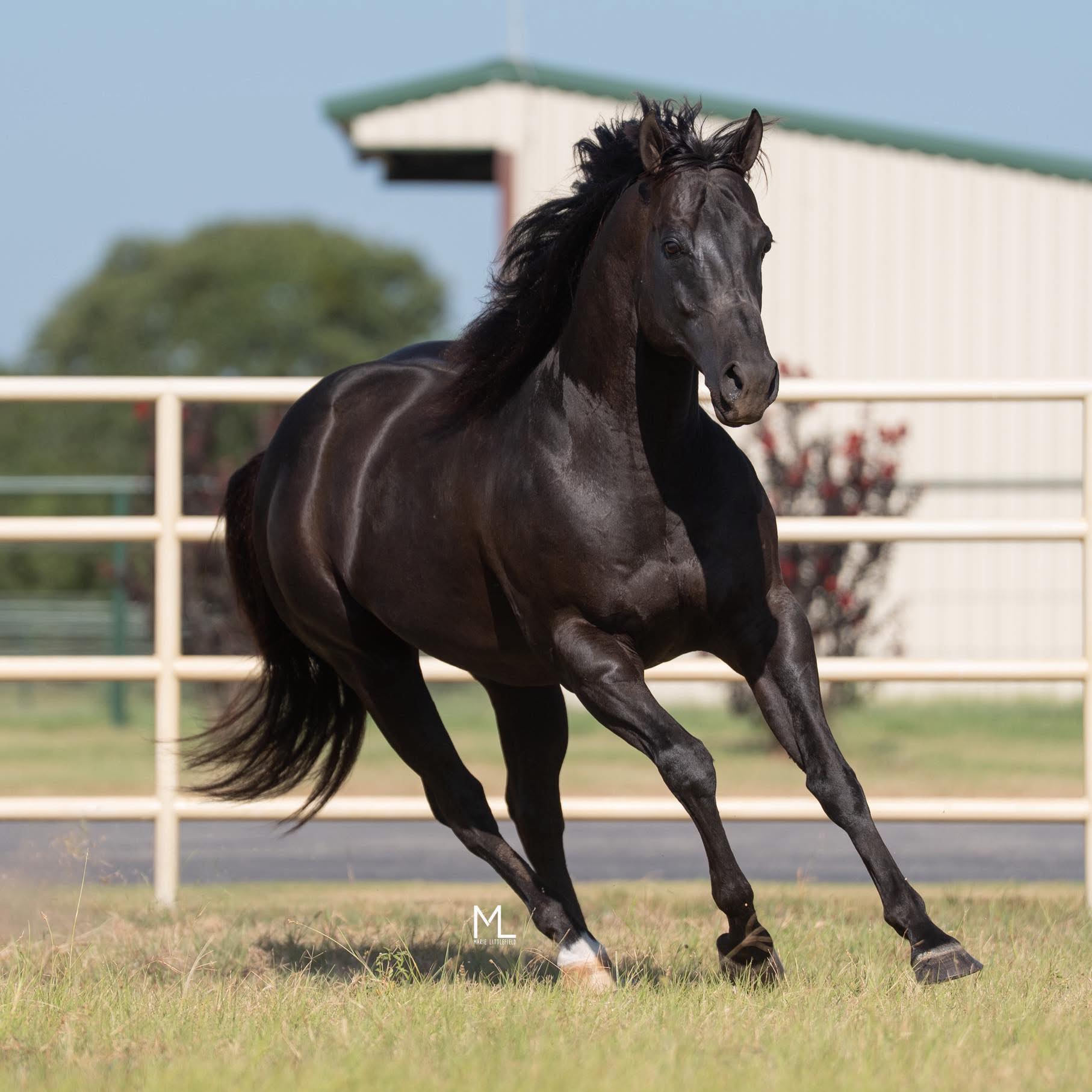 Running Gun Ranch