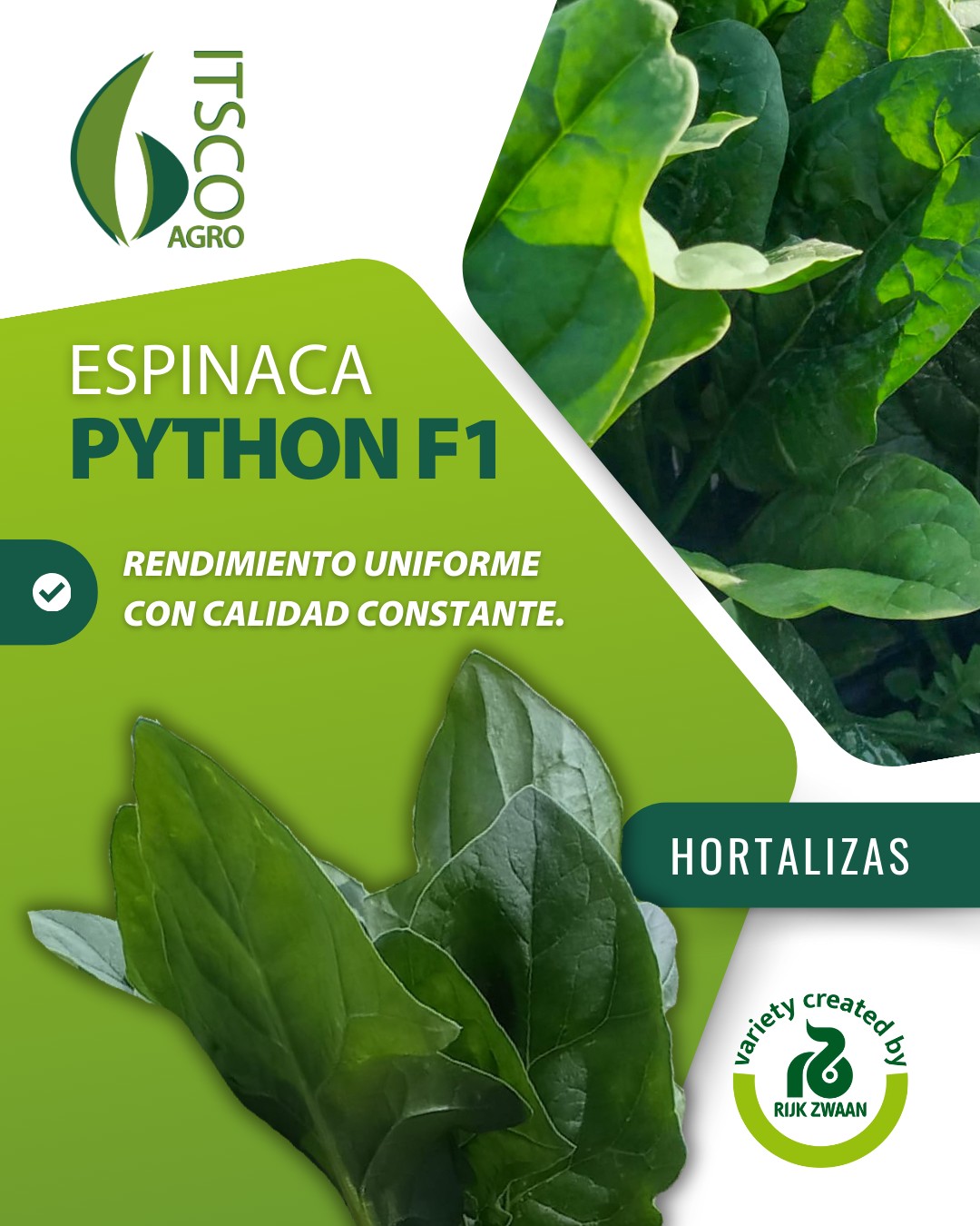 Semillas ITSCO - Python F1 es una espinaca tipo oriental... | Facebook