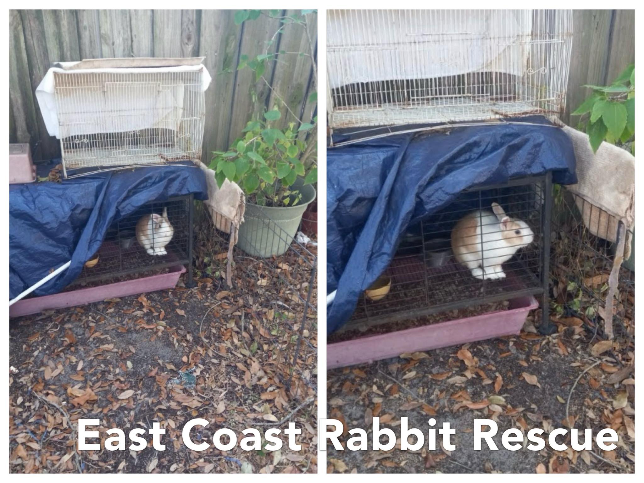 East Coast Rabbit Rescue