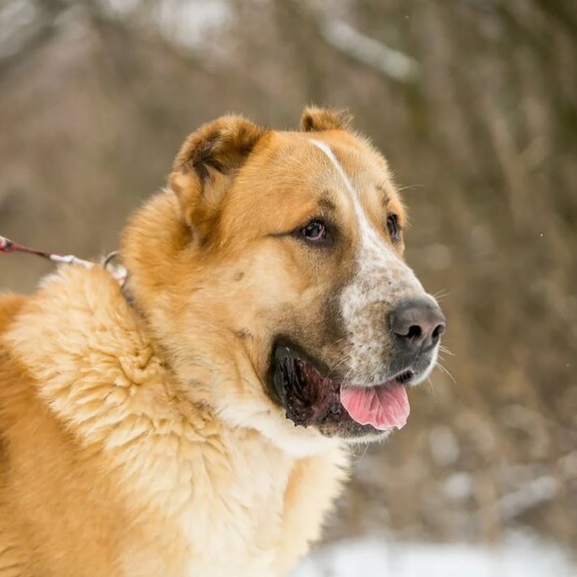Большой великан Аякс 🐕 ⠀ Много раз... - Азиат Ко New Life | Facebook
