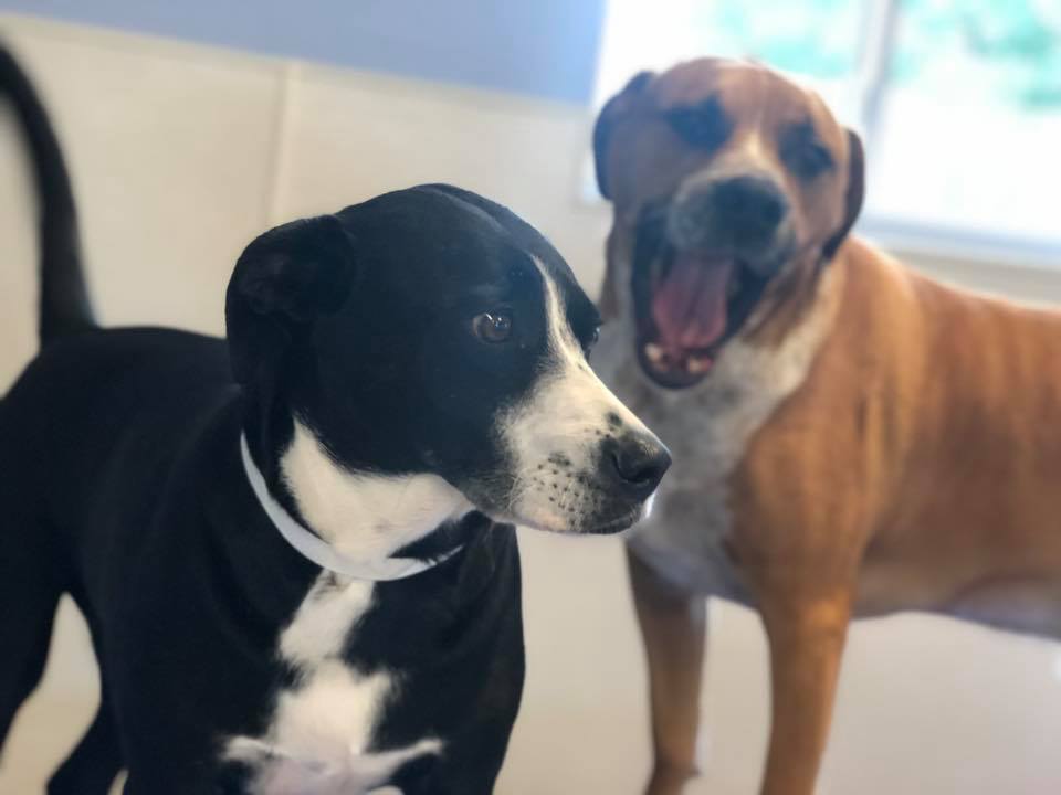 The Pet Resort on Main Home Facebook