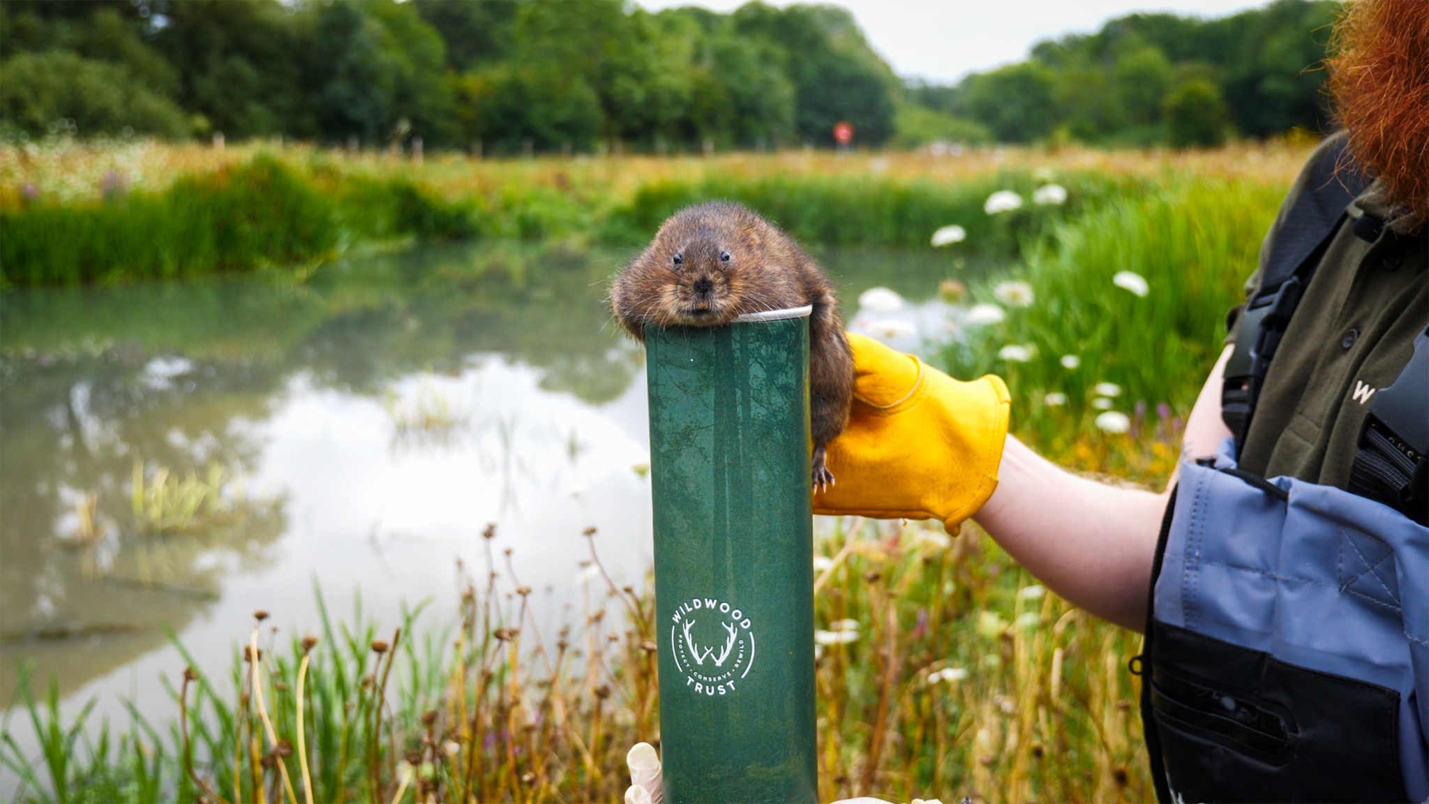Radio - Once extinct in the county, water voles have now made a return ...