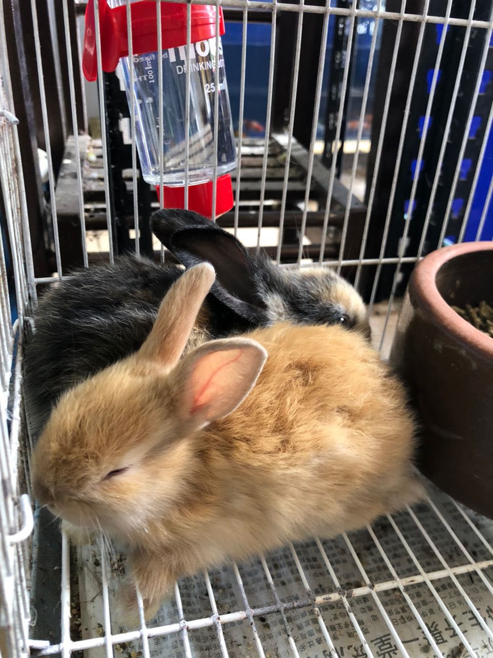 Telupid Petshop | Telupid
