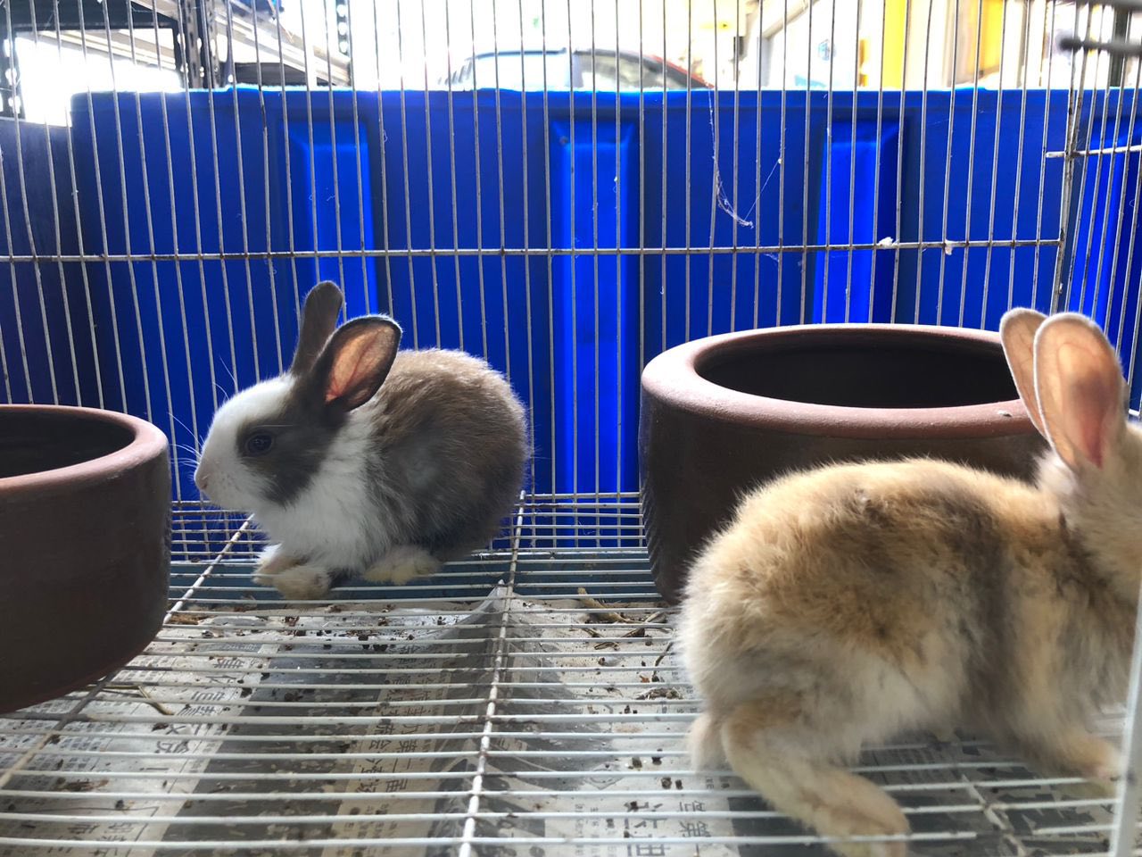 Telupid Petshop | Telupid
