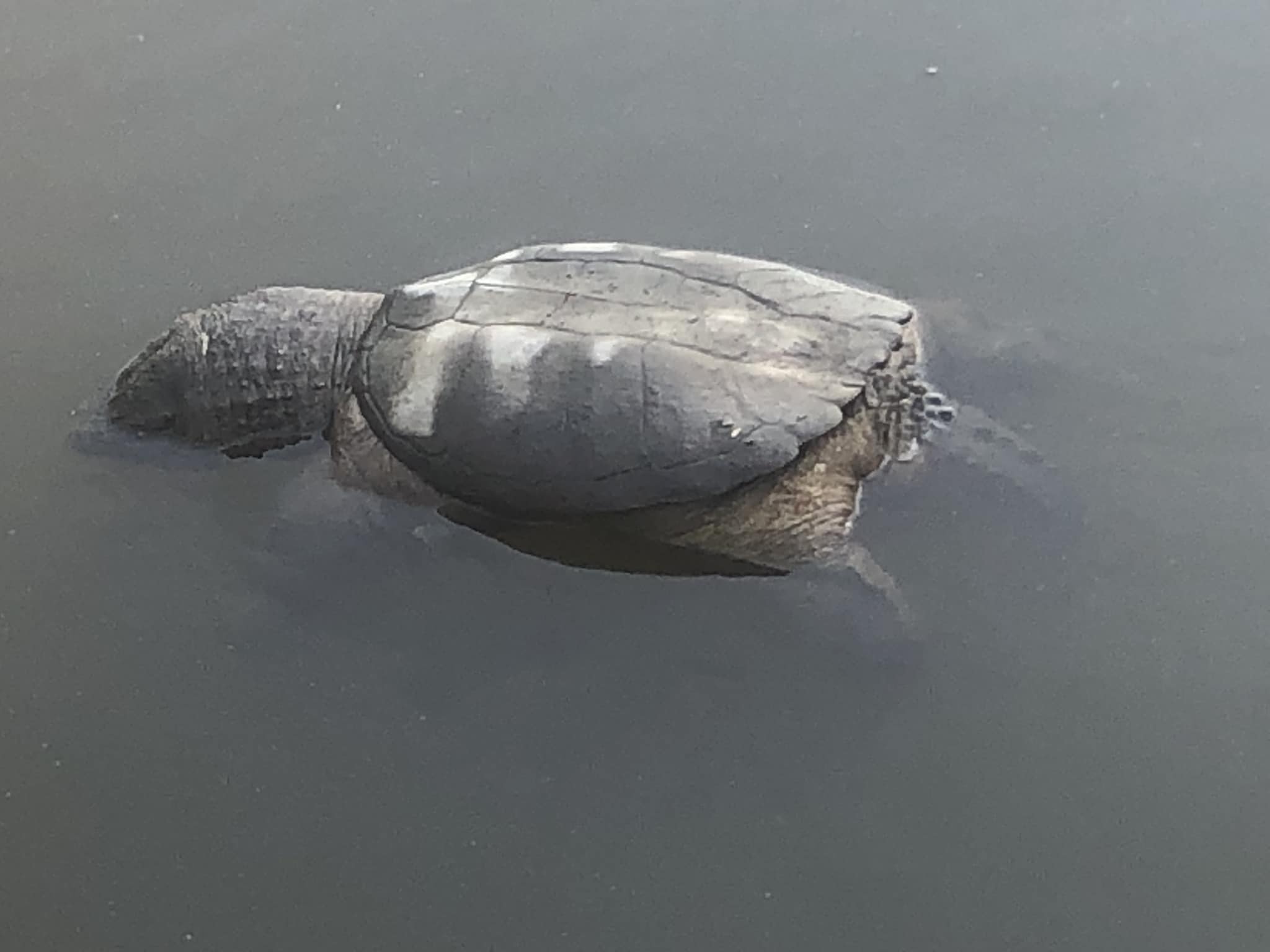Virginia Wildlife | College landing park, Williamsburg: largest ...