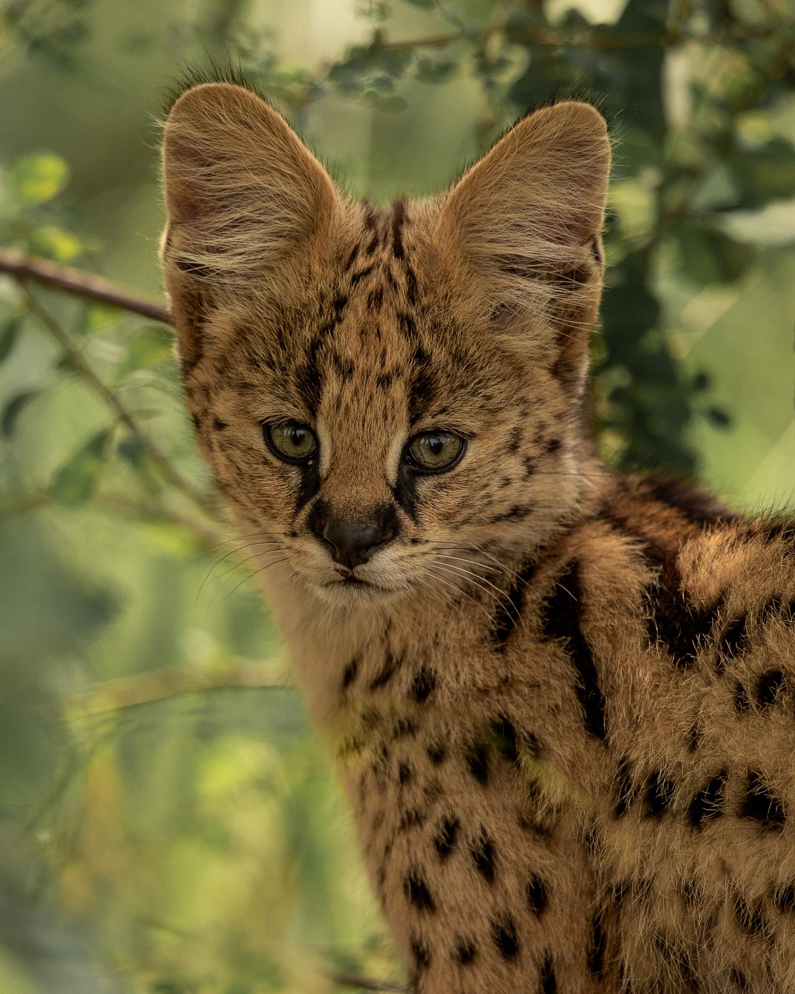 Persia, this beautiful serval cat from Zoo of Acadiana, stopped by