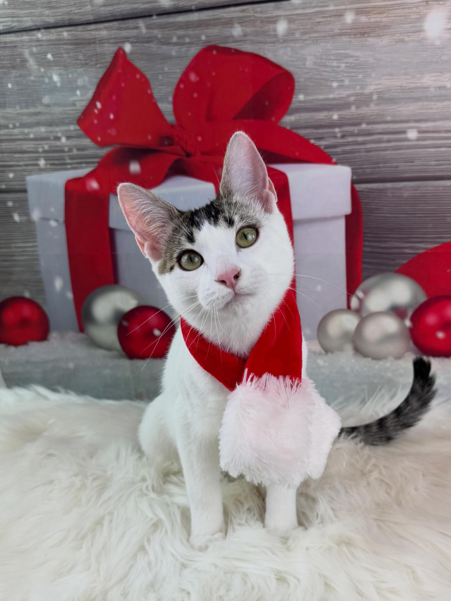 Meezer’s Mission Cat Rescue... - Meezer’s Mission Cat Rescue