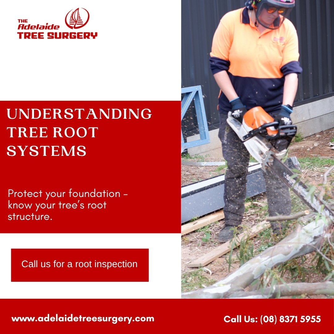 Adelaide - Tree roots can extend well beyond the trunk and cause damage ...
