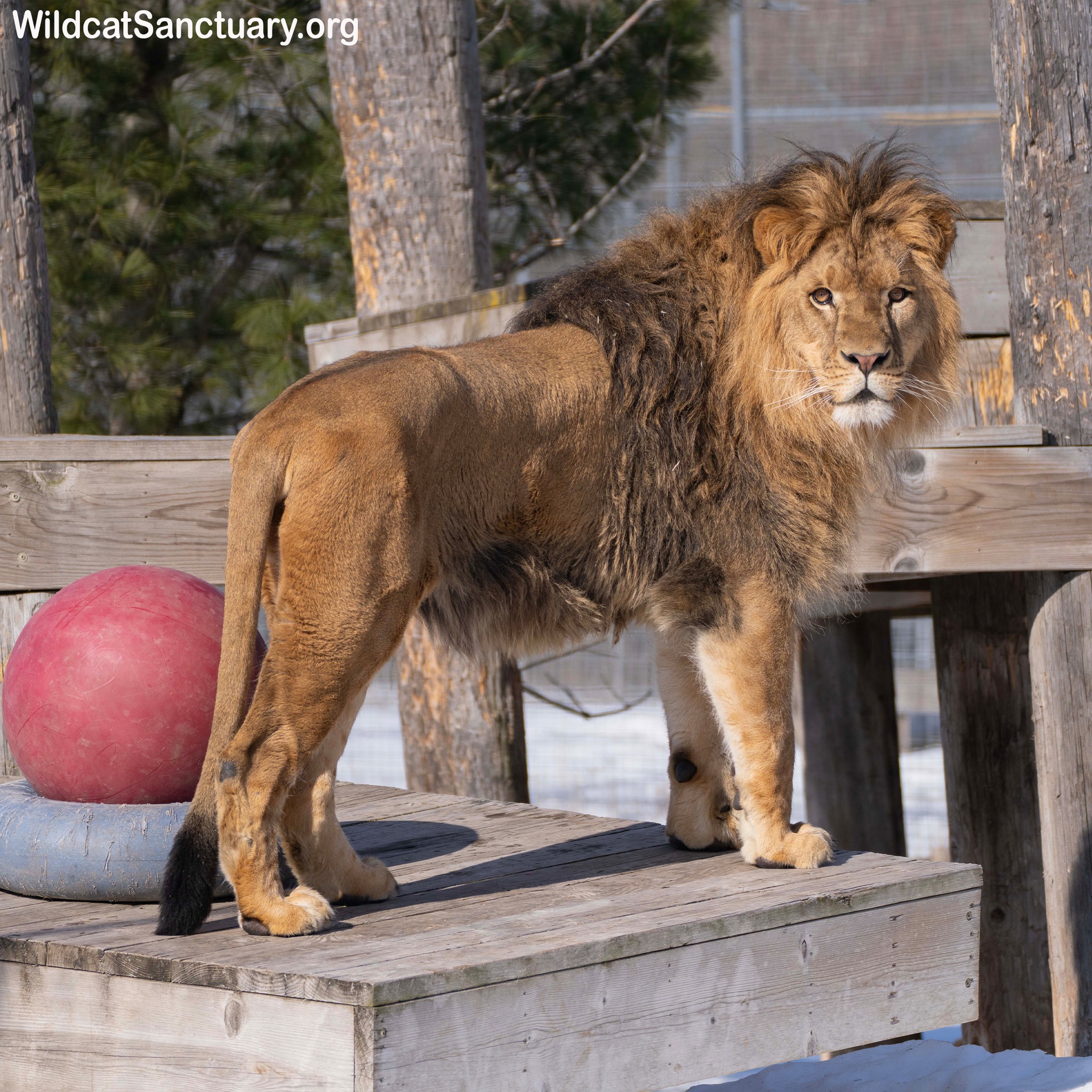 Rescued lion Kiros settles into Wildcat Sanctuary