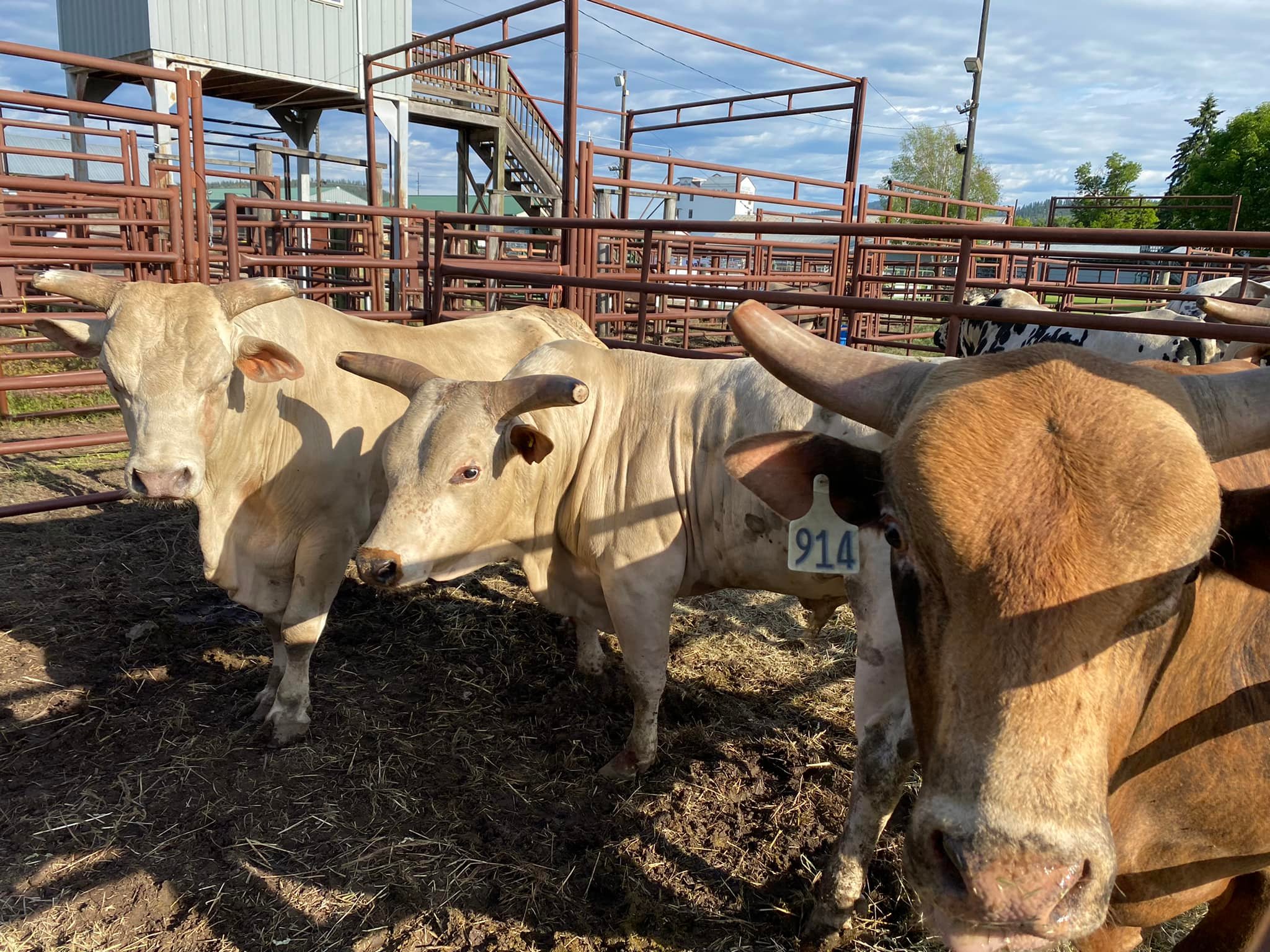 Colville Pro Rodeo | Colville WA