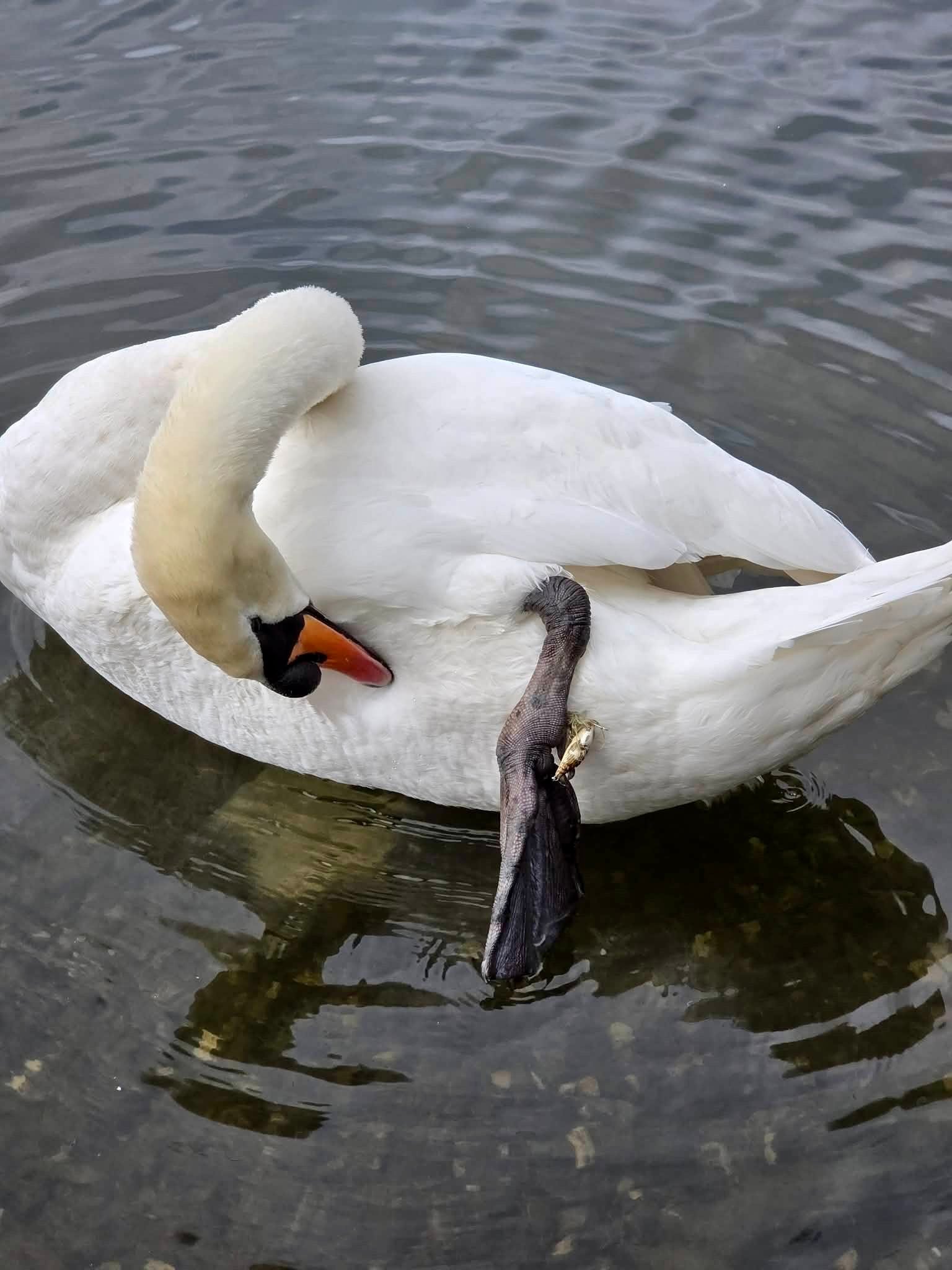 A visit to... - Yorkshire Swan & Wildlife Rescue Hospital | Facebook