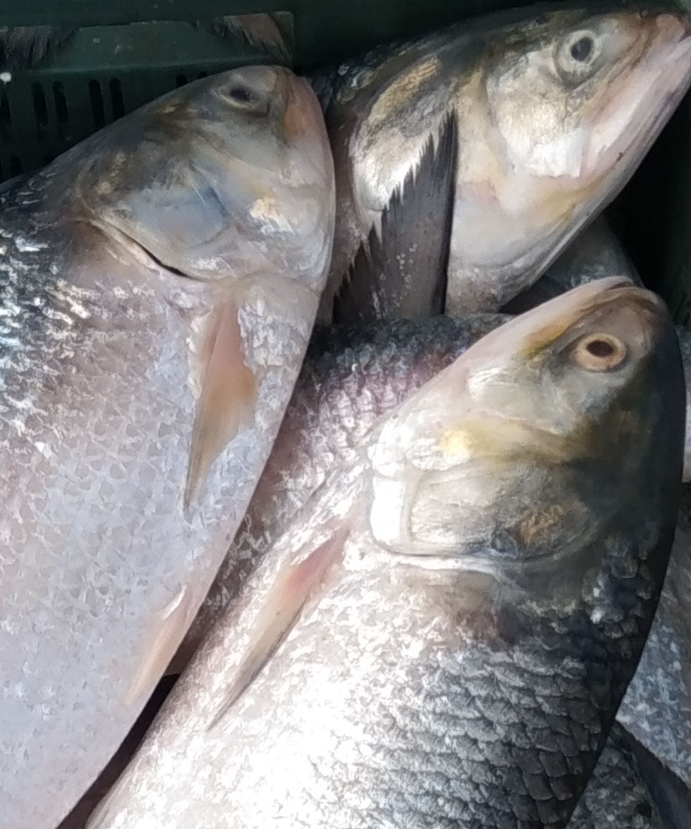 Sayeed Fish market in chittagong | Chittagong