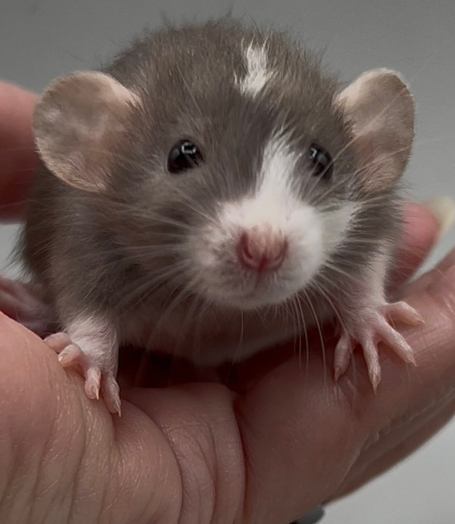 This dwarf boy has such an adorable... - Georgian Bay Rats | Facebook