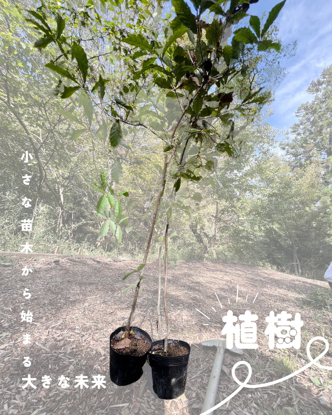木村さま専用。希少。絶品銀幹 山採りコナラ株立ち3.5M(鉢底から)品番C