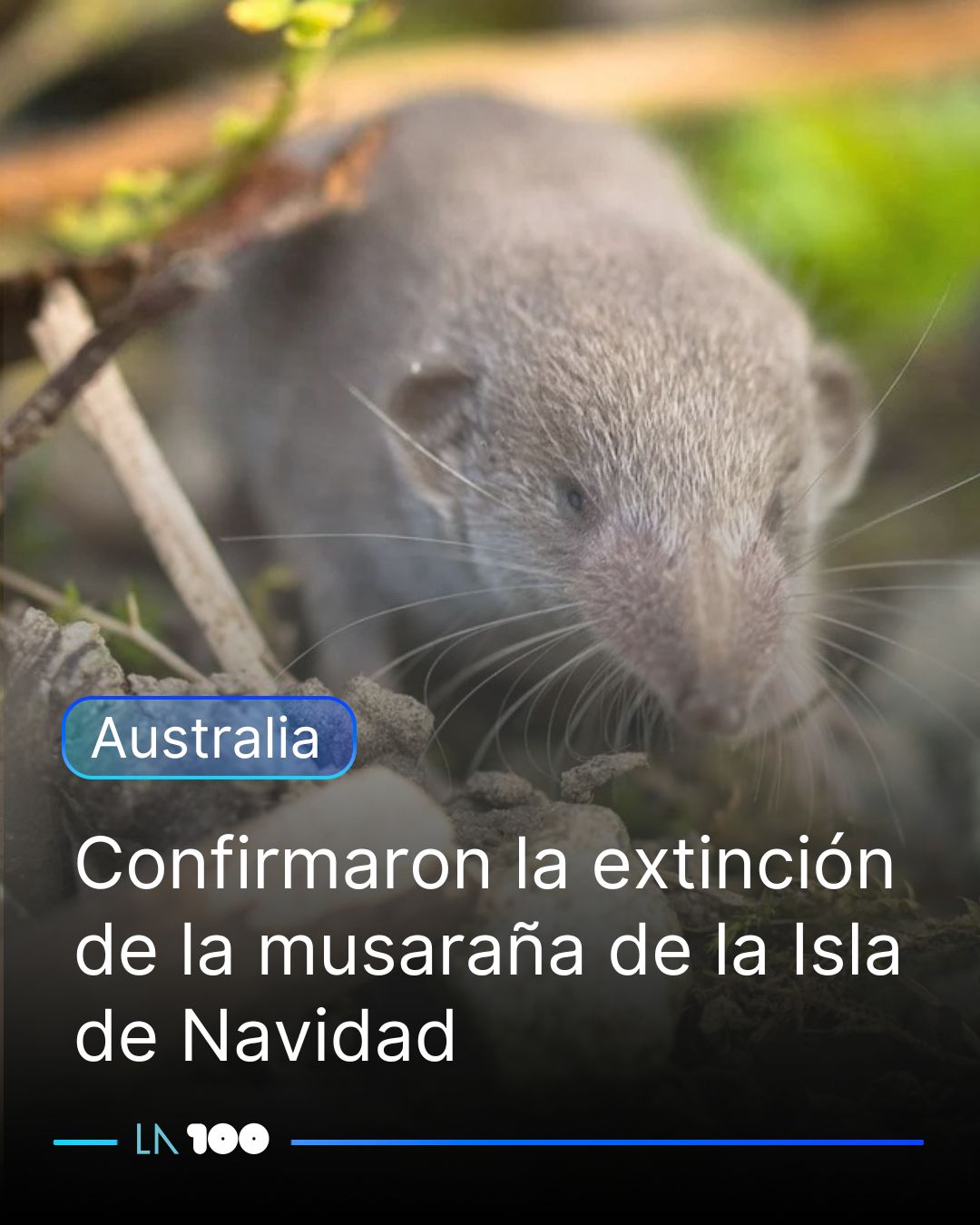 La - 🐀🇦🇺 La comunidad científica de zoología internacional está de luto ...