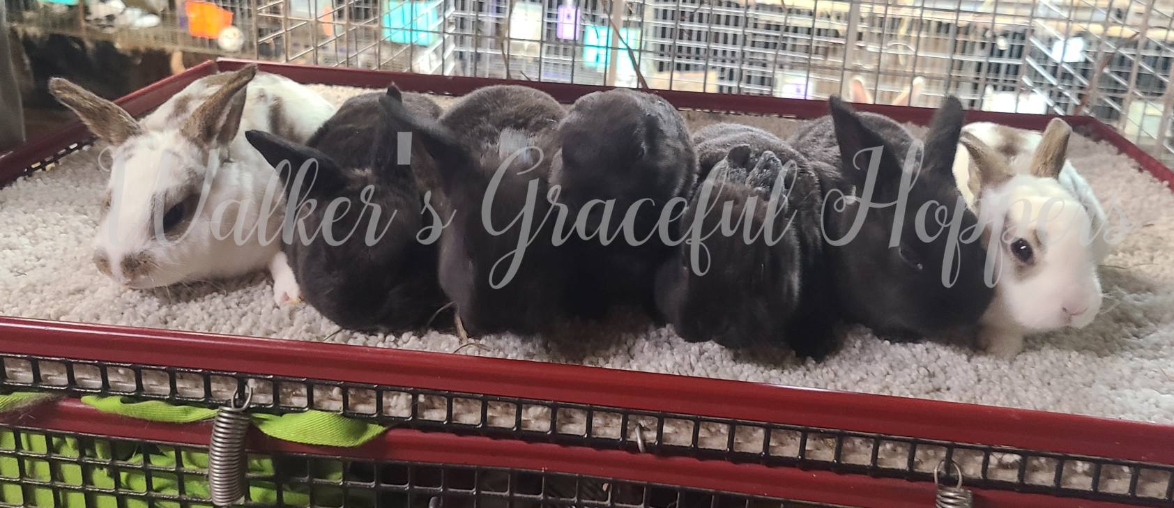 Walker's Graceful Hoppers