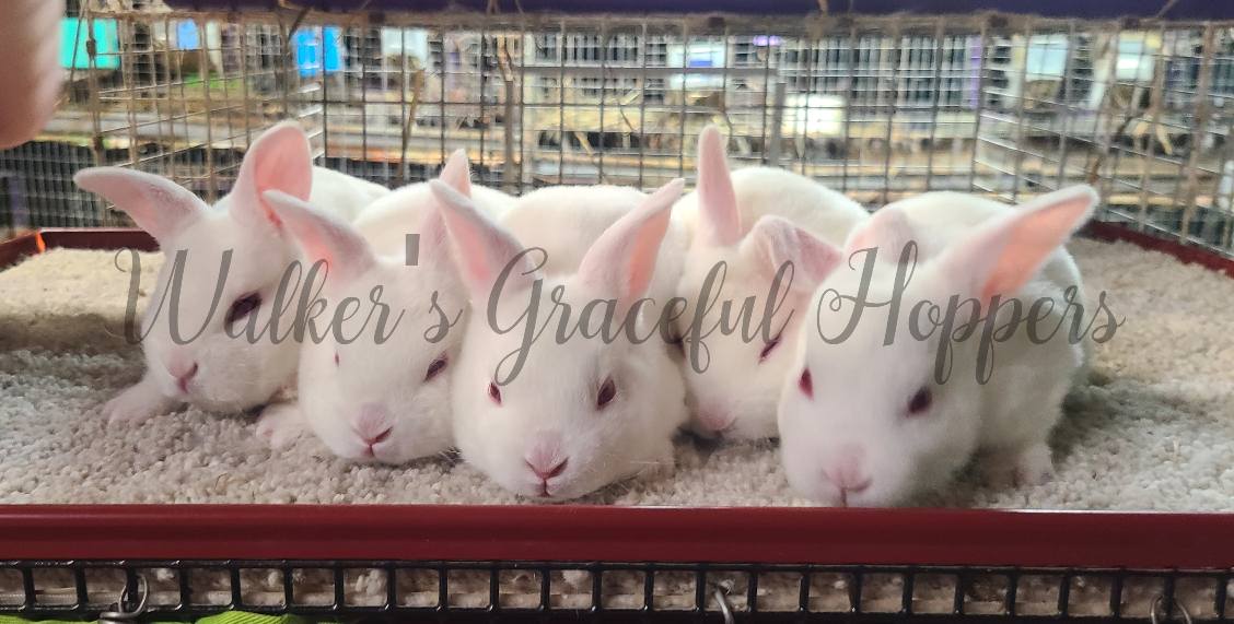 Walker's Graceful Hoppers