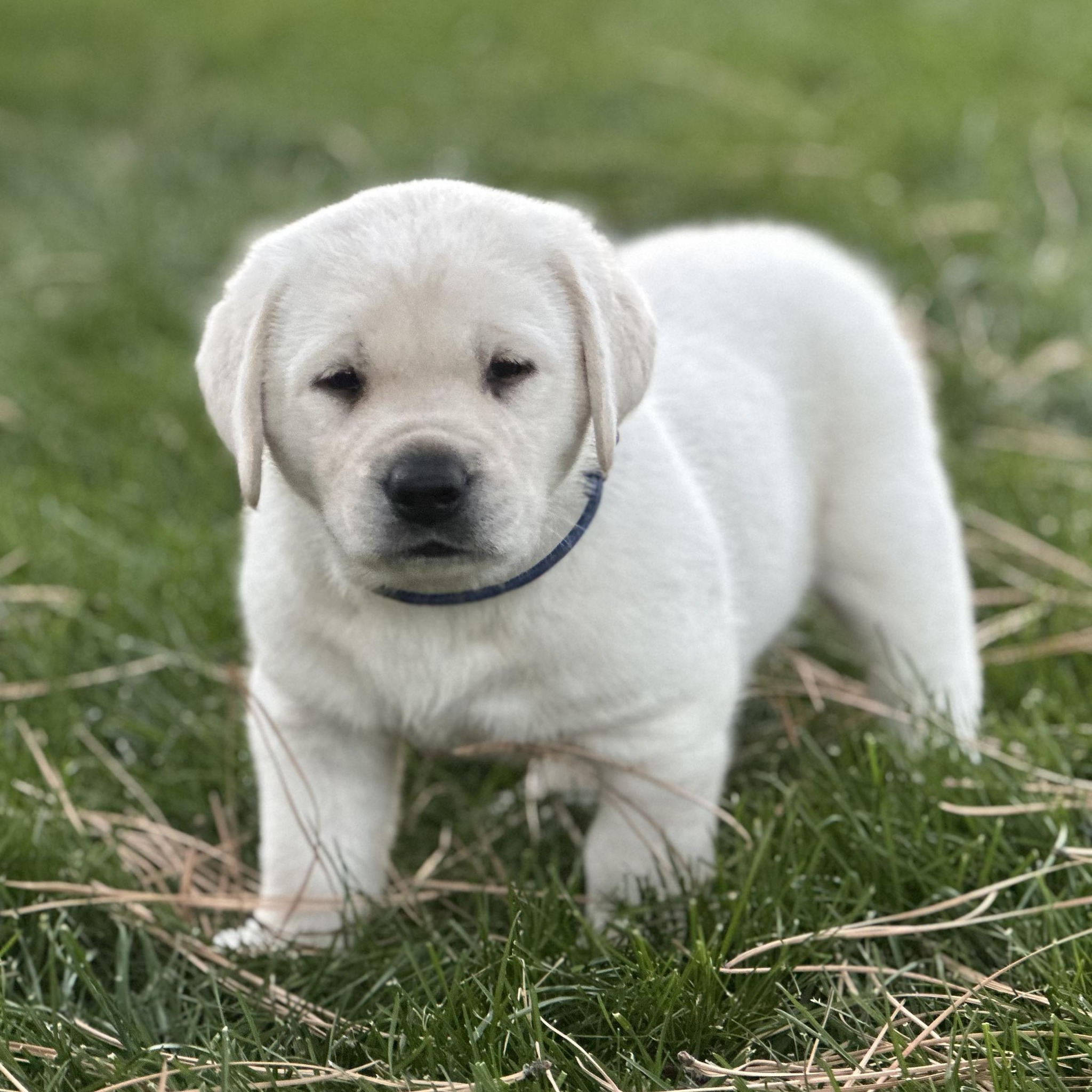 Have you ever seen the rare Vanilla/Chocolate swirl Lab? # ...