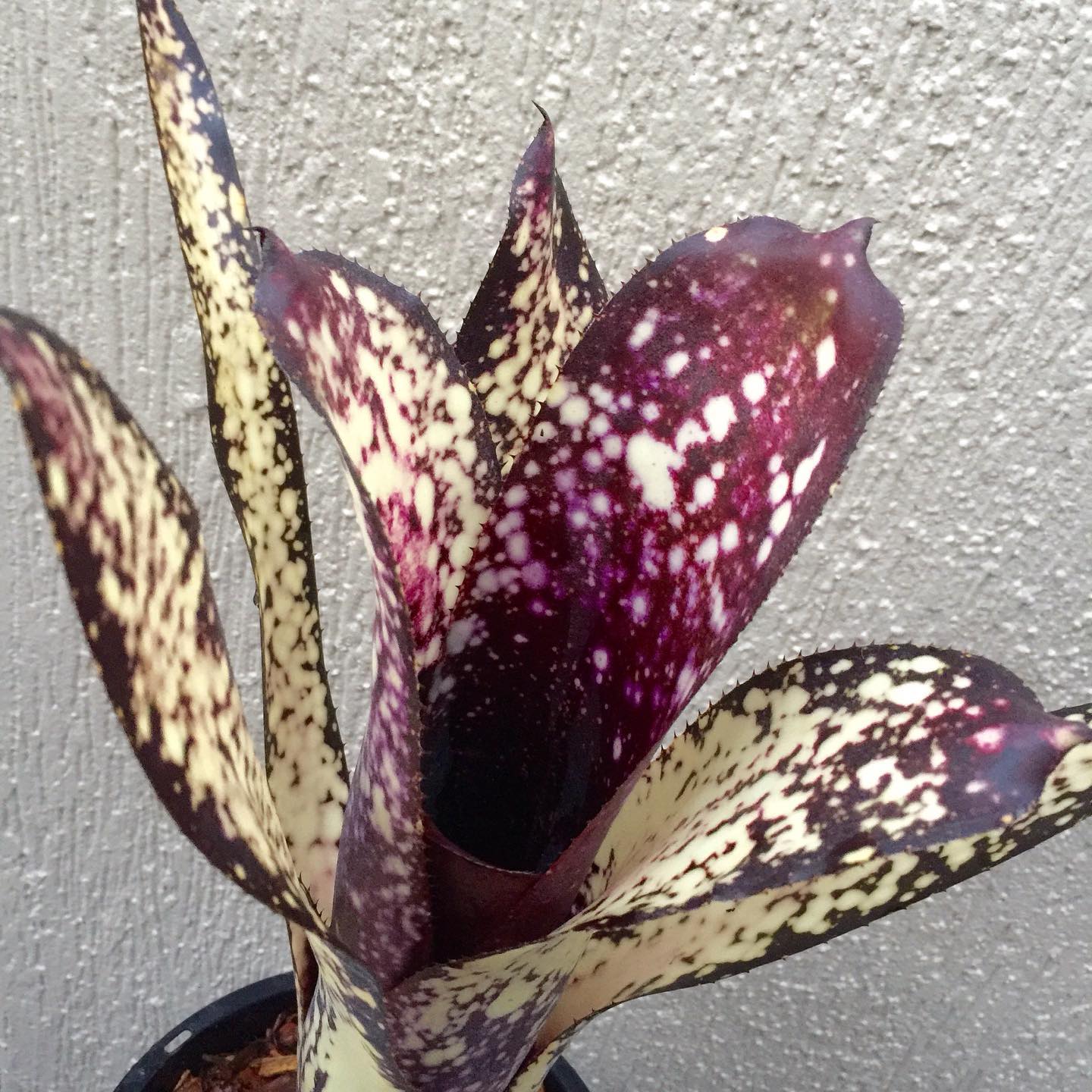 Billbergia Kawana Masquerade - stunning new addition