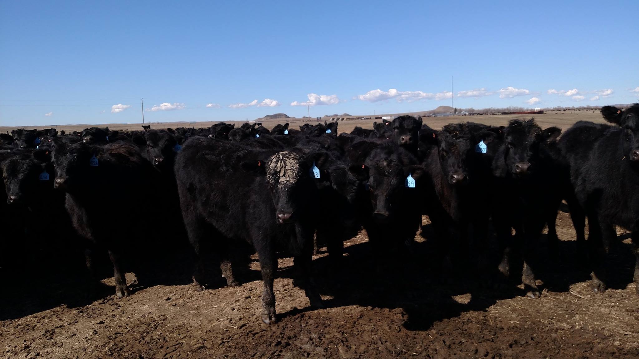 Gilbert Angus Ranch | Buffalo SD