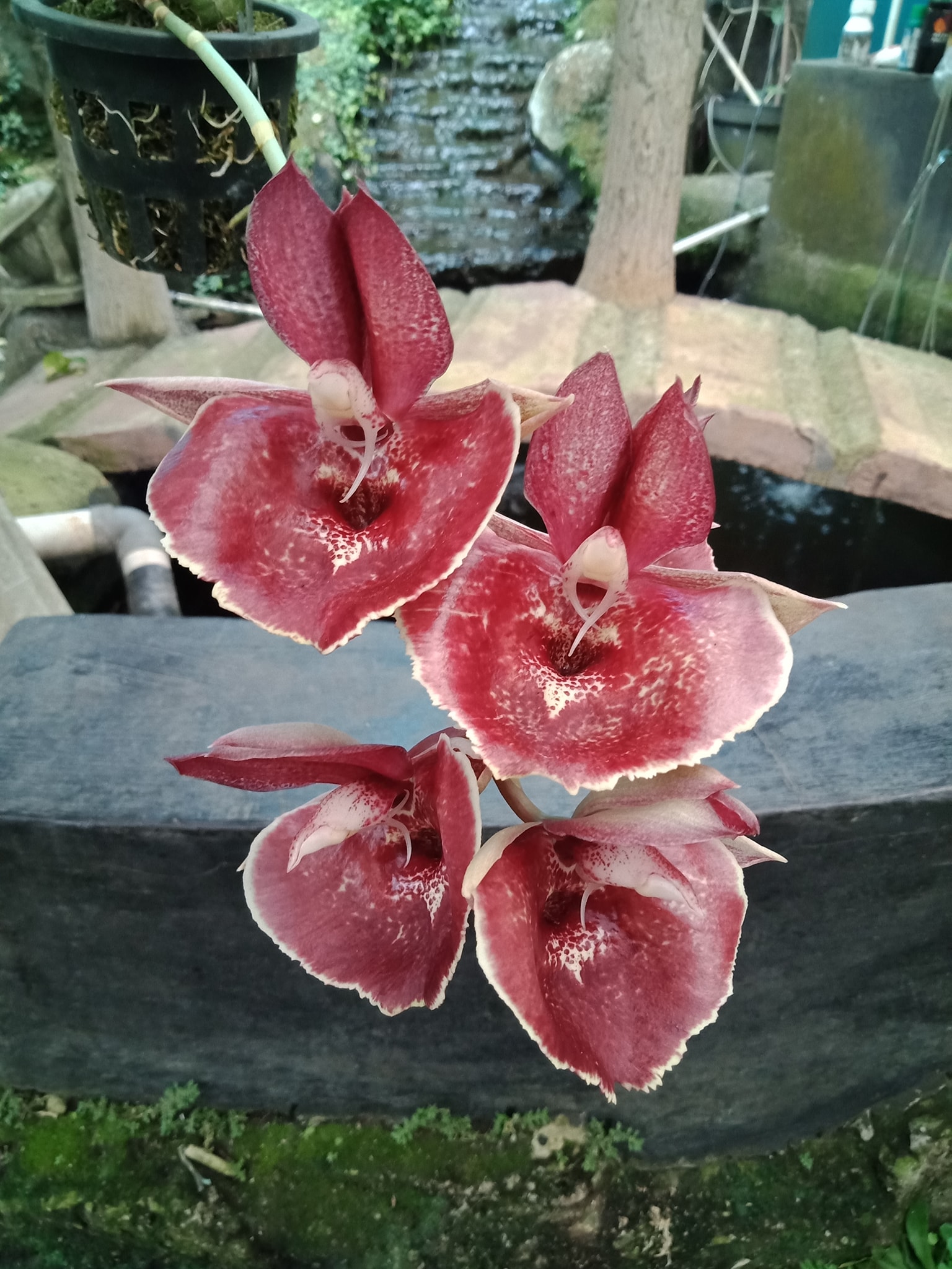 Catasetum Orchidglade 'Jack of Diamond' Big flowers, smells of