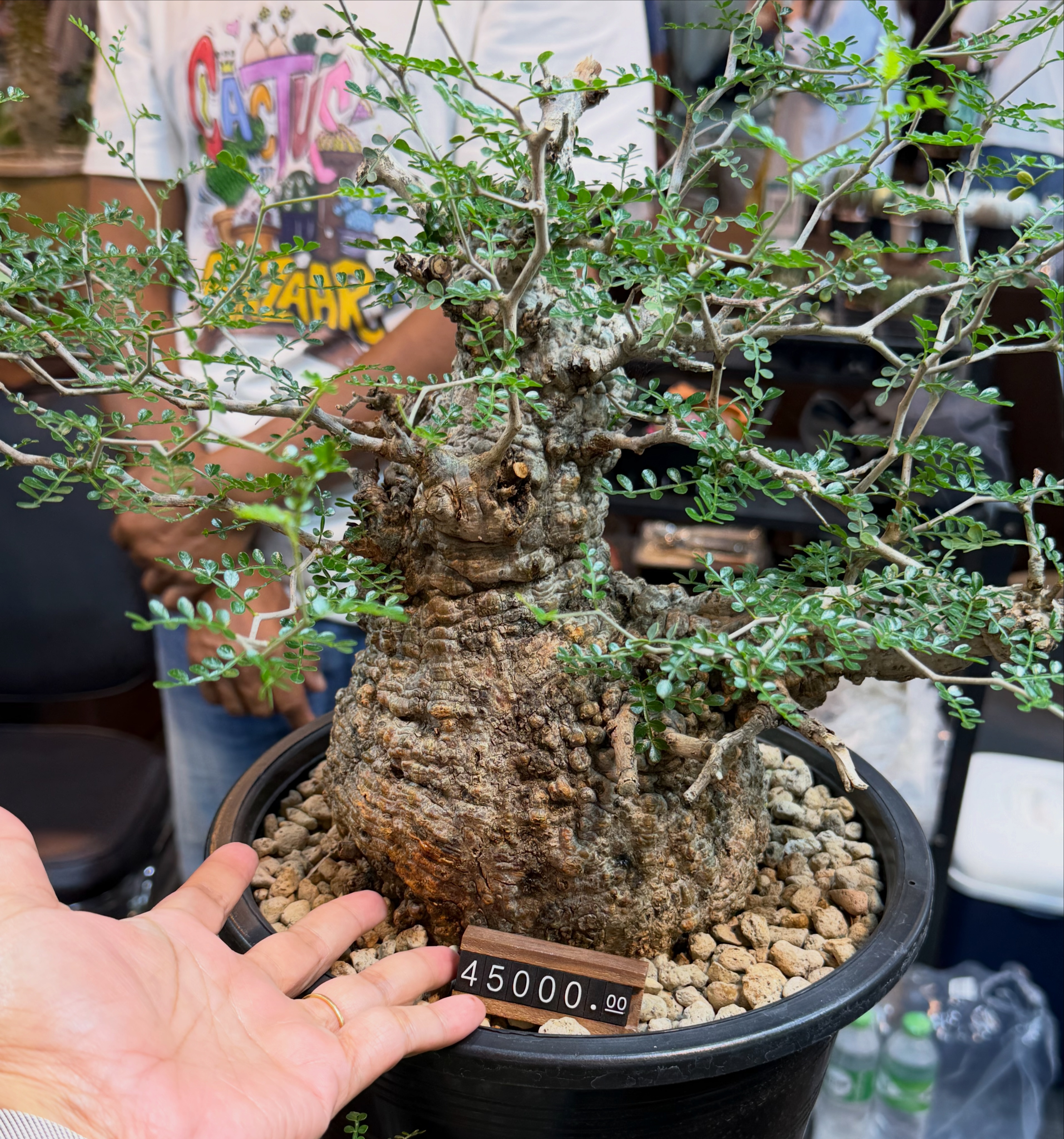 Operculicarya pachypus