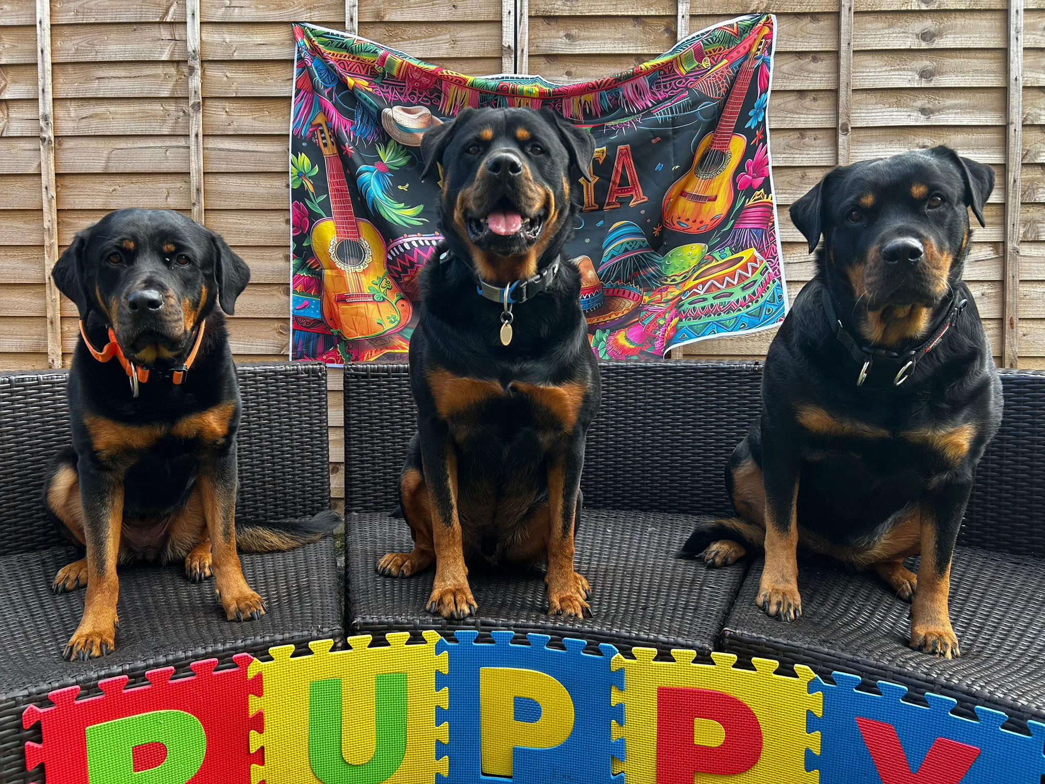 Daycare 4 Dogs - Triple the Rotties, triple the love 🐾💜... | Facebook