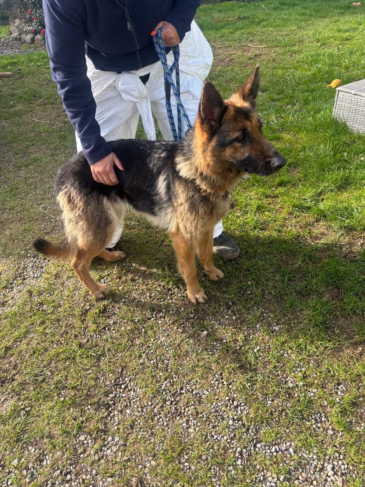 (wspca) - Heidi is a two year old female German Shepherd who is in ...