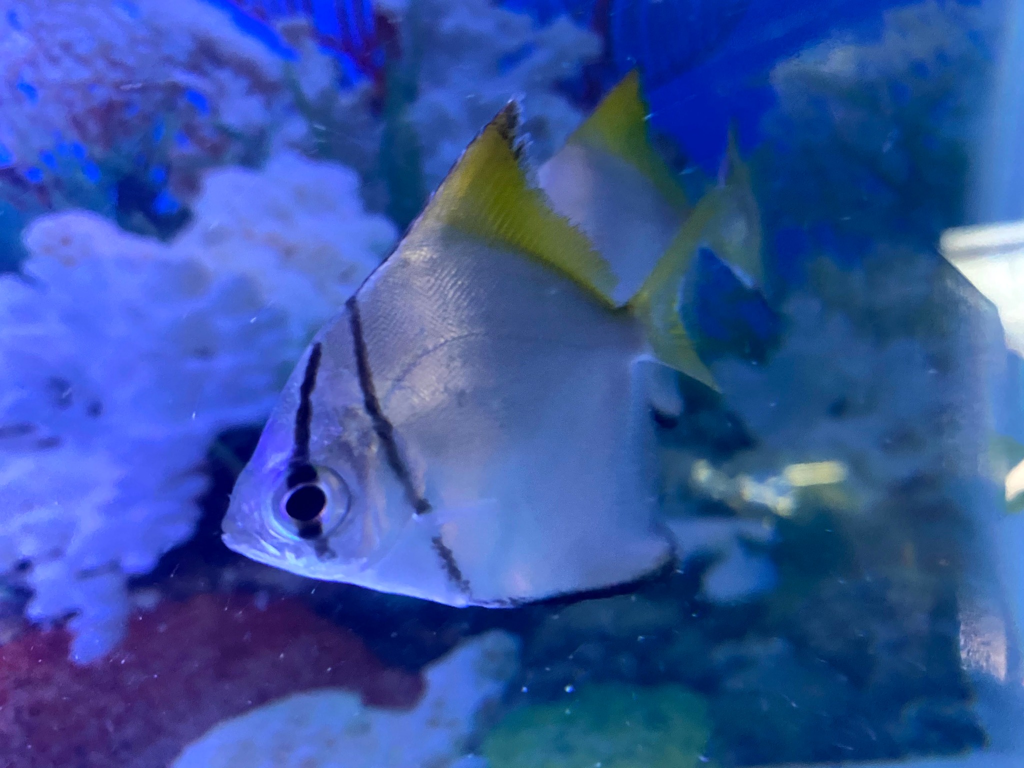 AA Aquarium Fish & Pet Shop... - AA Aquarium Fish & Pet Shop