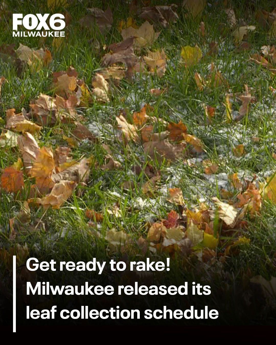 FOX6 - Milwaukee residents can soon start raking their leaves into the ...