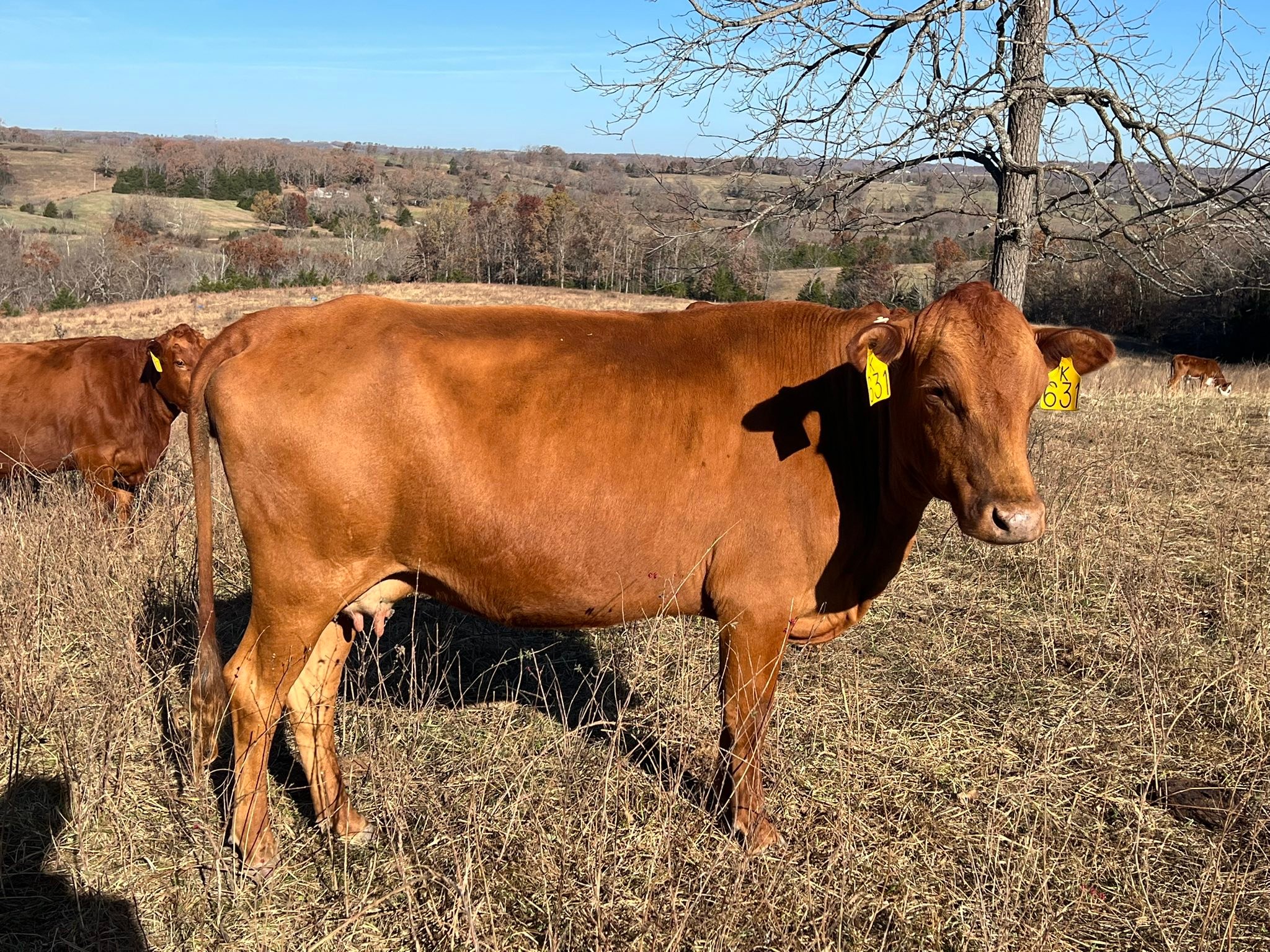 Clear Spring Ranch, Inc. | Mountain Grove MO