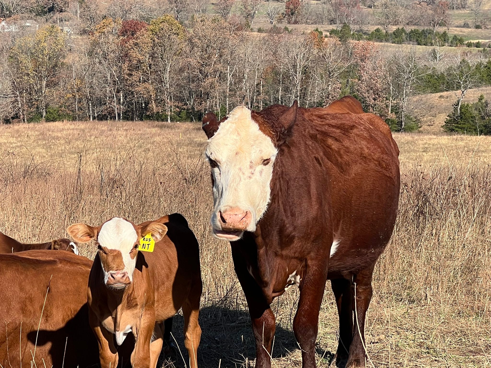 Clear Spring Ranch, Inc. | Mountain Grove MO